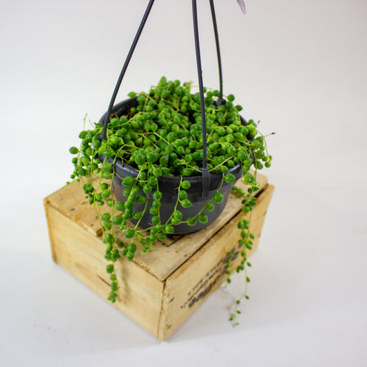 Senecio rowleyanus 14cm H20cm