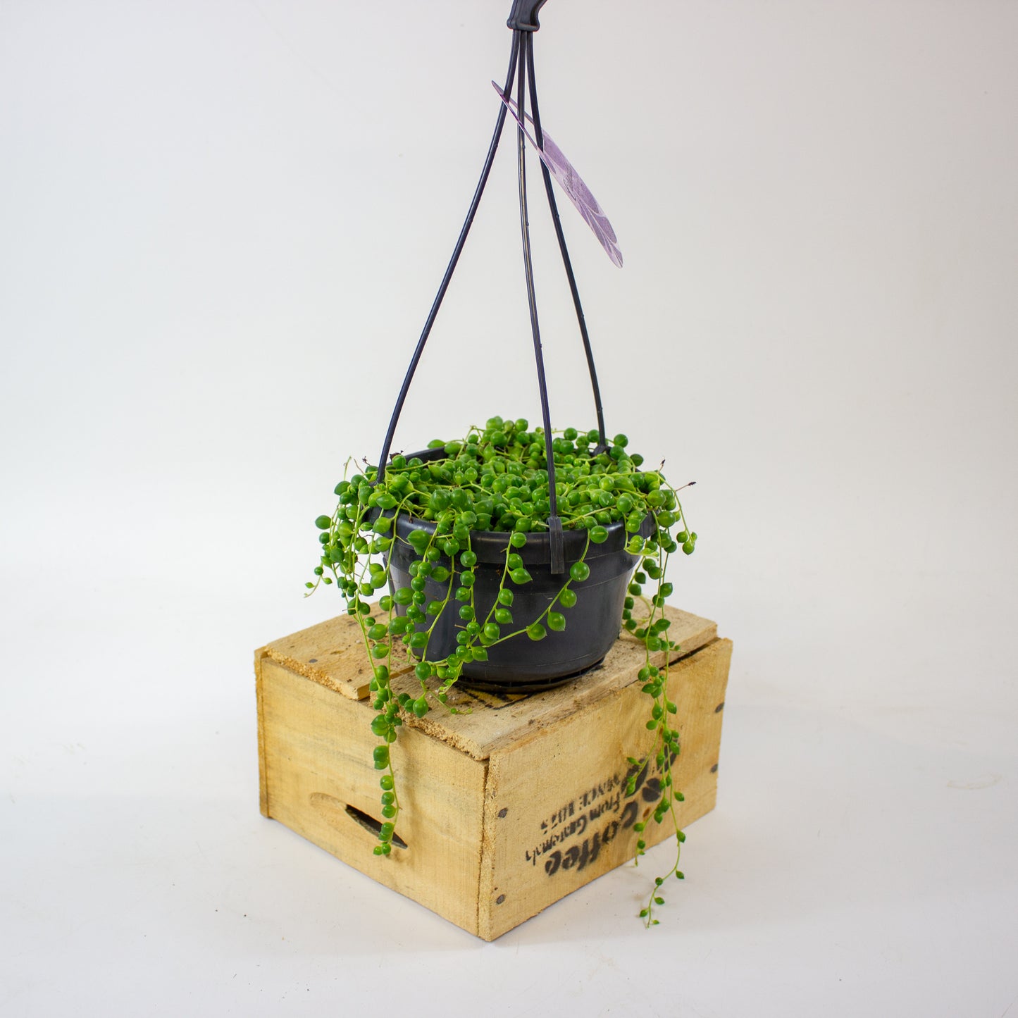 Senecio rowleyanus 14cm H20cm