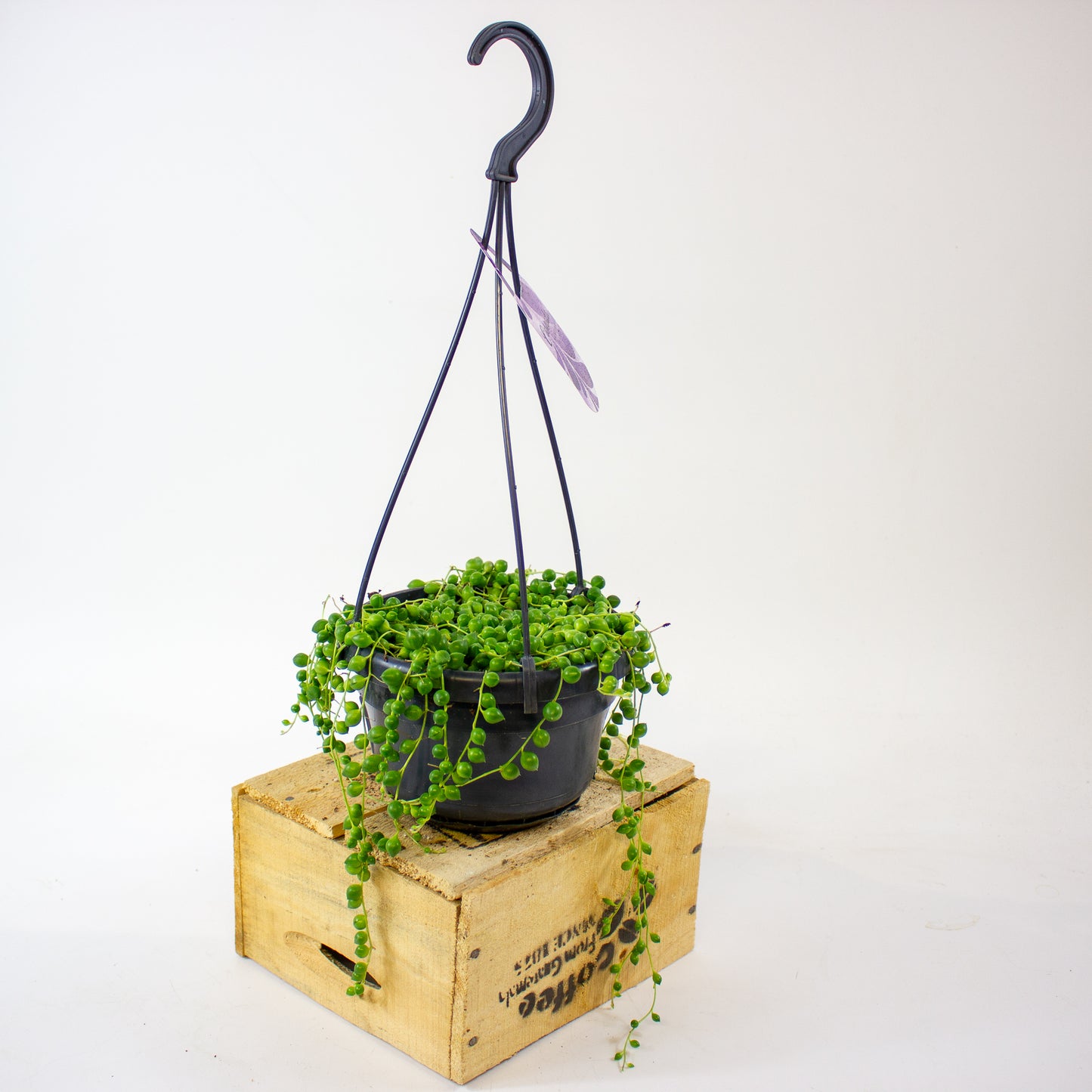 Senecio rowleyanus 14cm H20cm