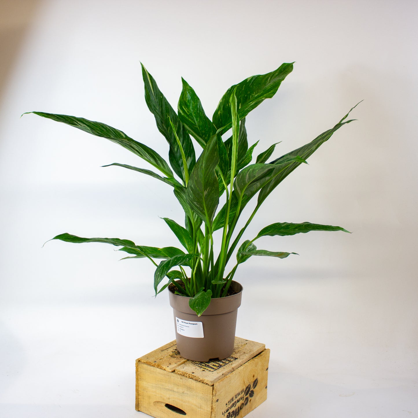 Spathiphyllum 'Diamond' 7