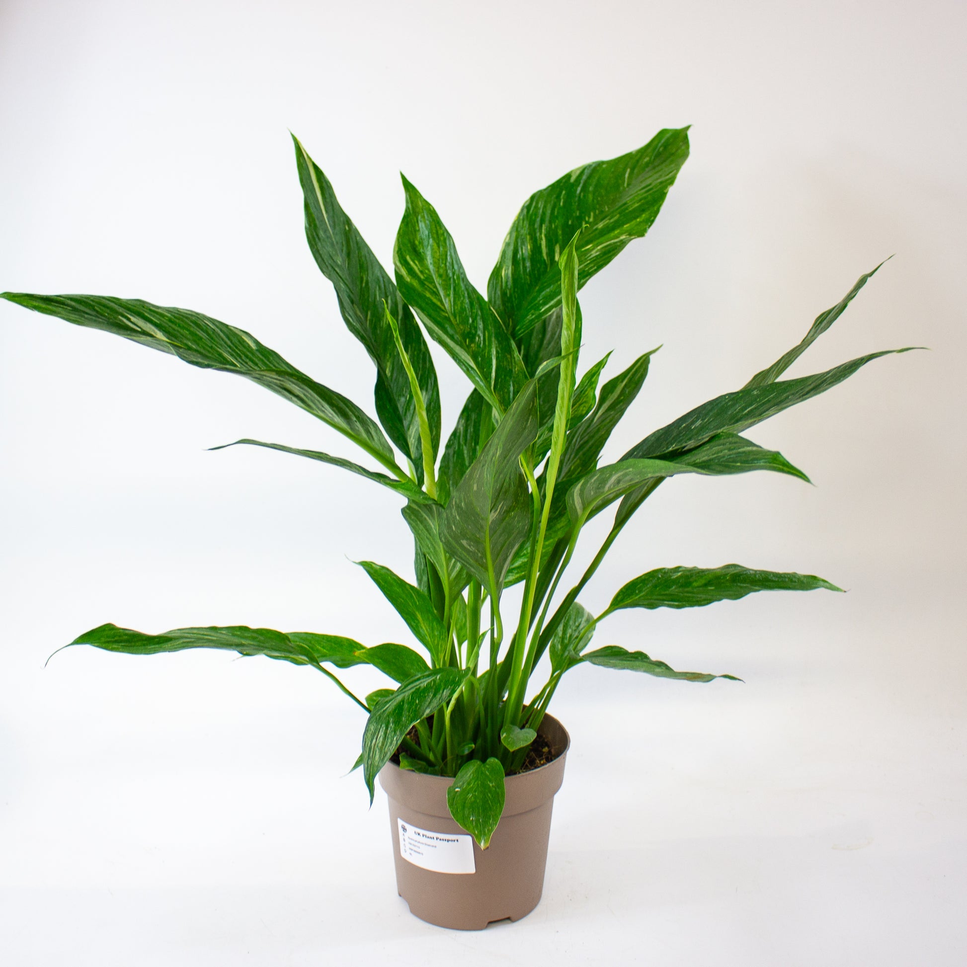 Spathiphyllum 'Diamond' 8