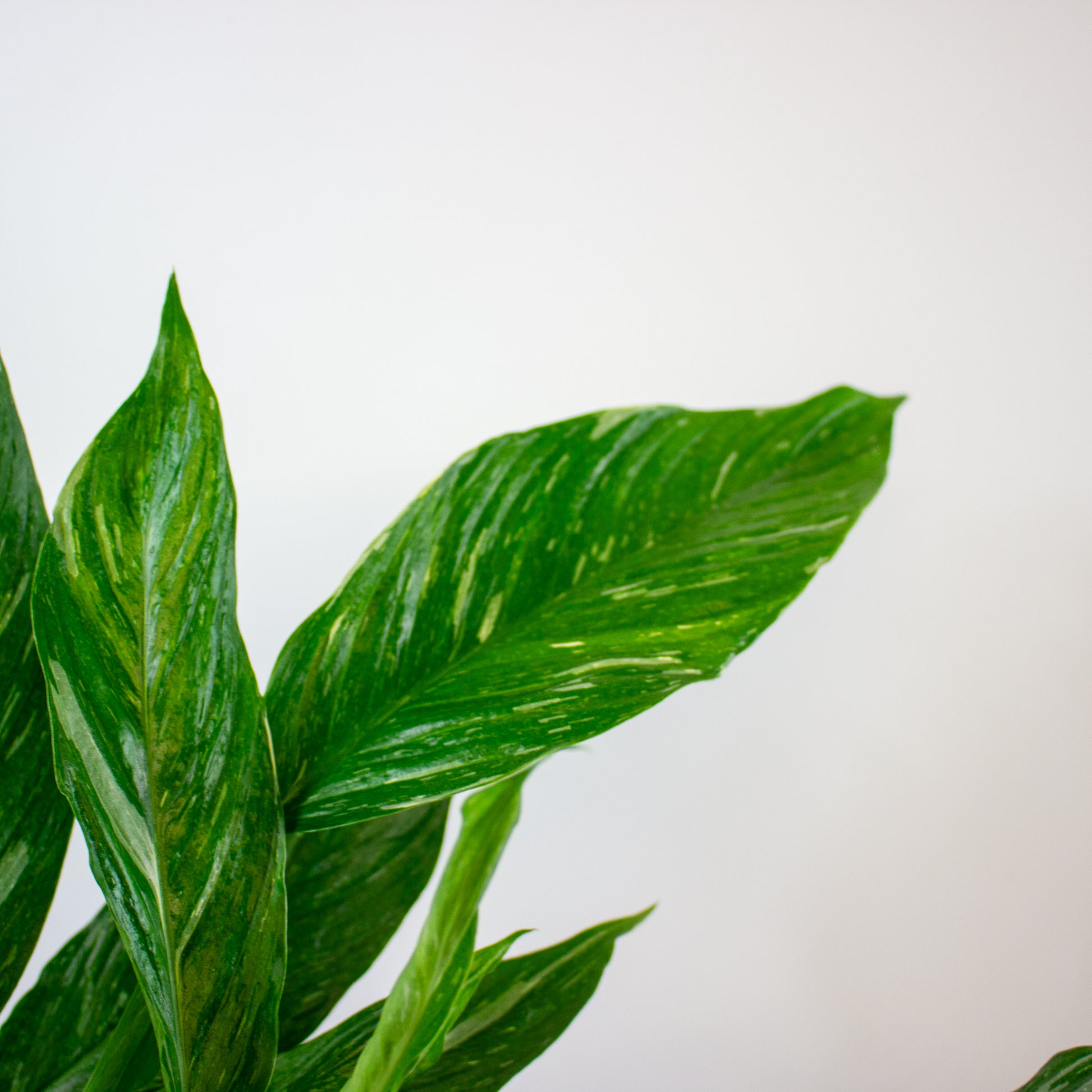 Spathiphyllum 'Diamond' 6