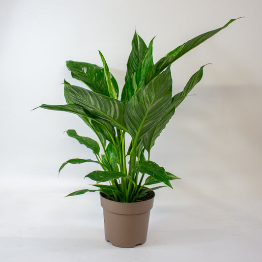 Spathiphyllum 'Diamond' 10