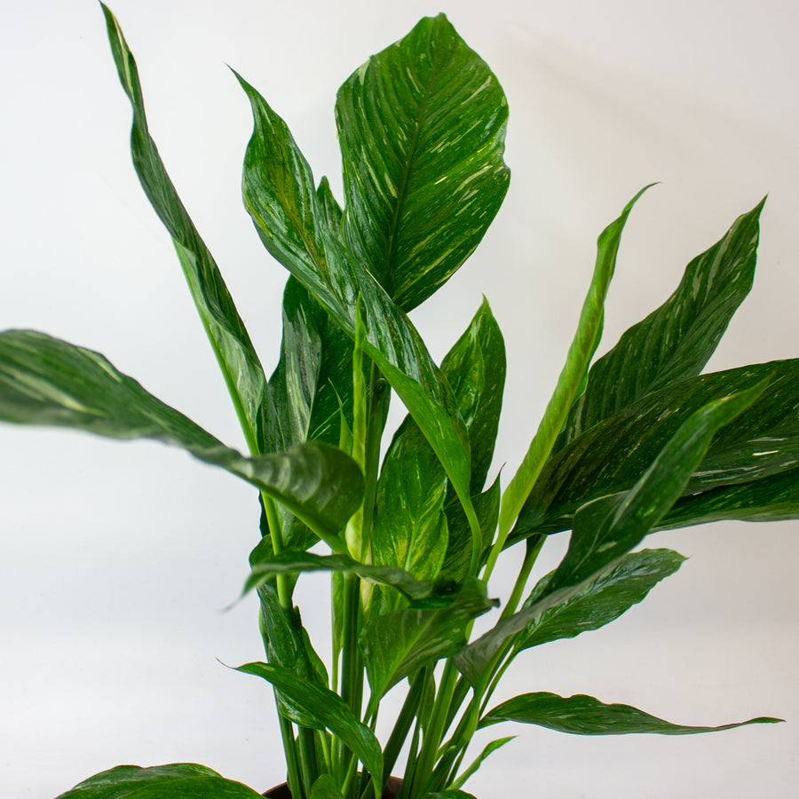 Spathiphyllum 'Diamond'