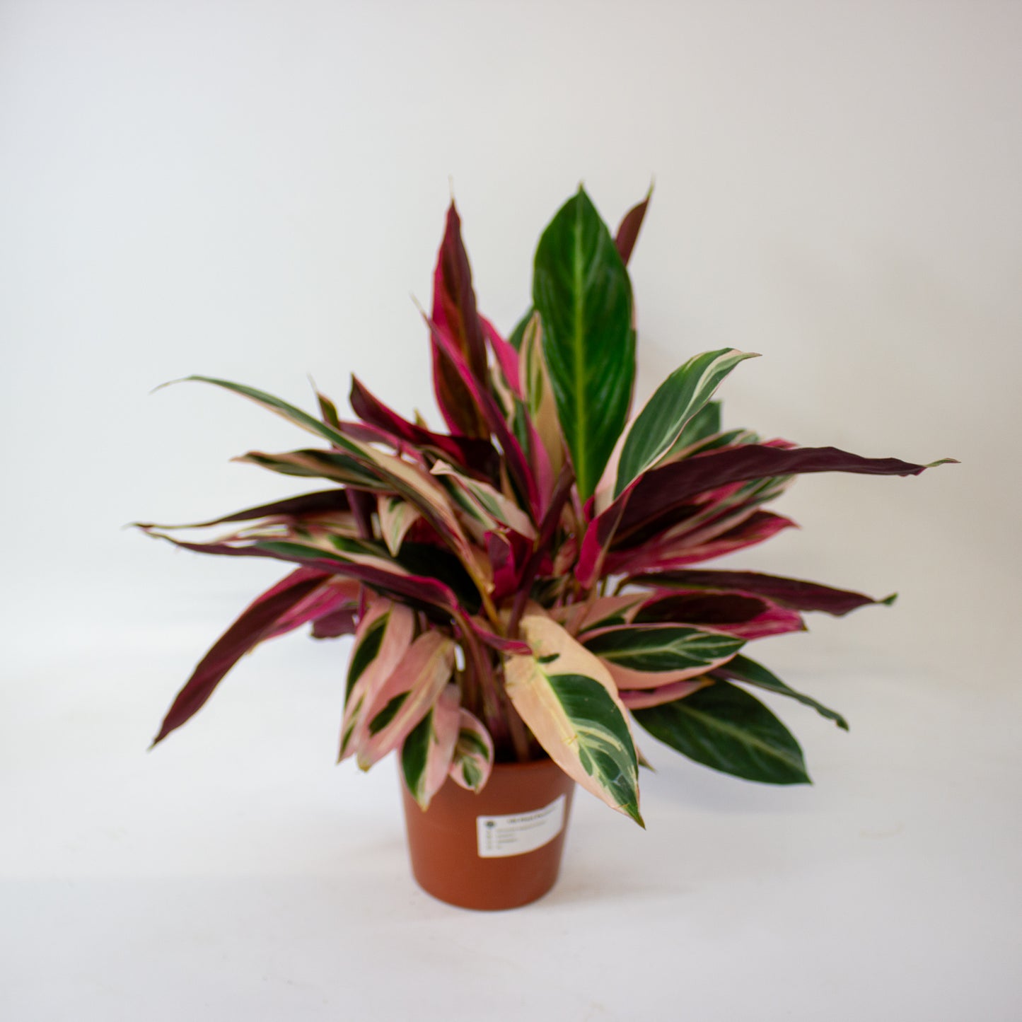 Stromanthe sanguinea Triostar 3