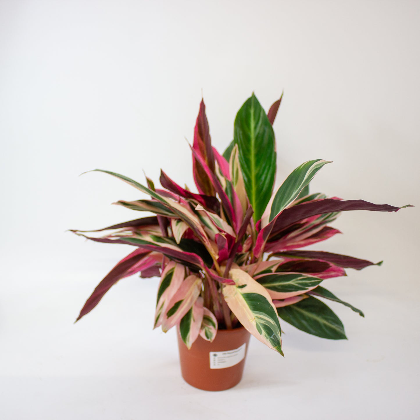 Stromanthe sanguinea Triostar 4