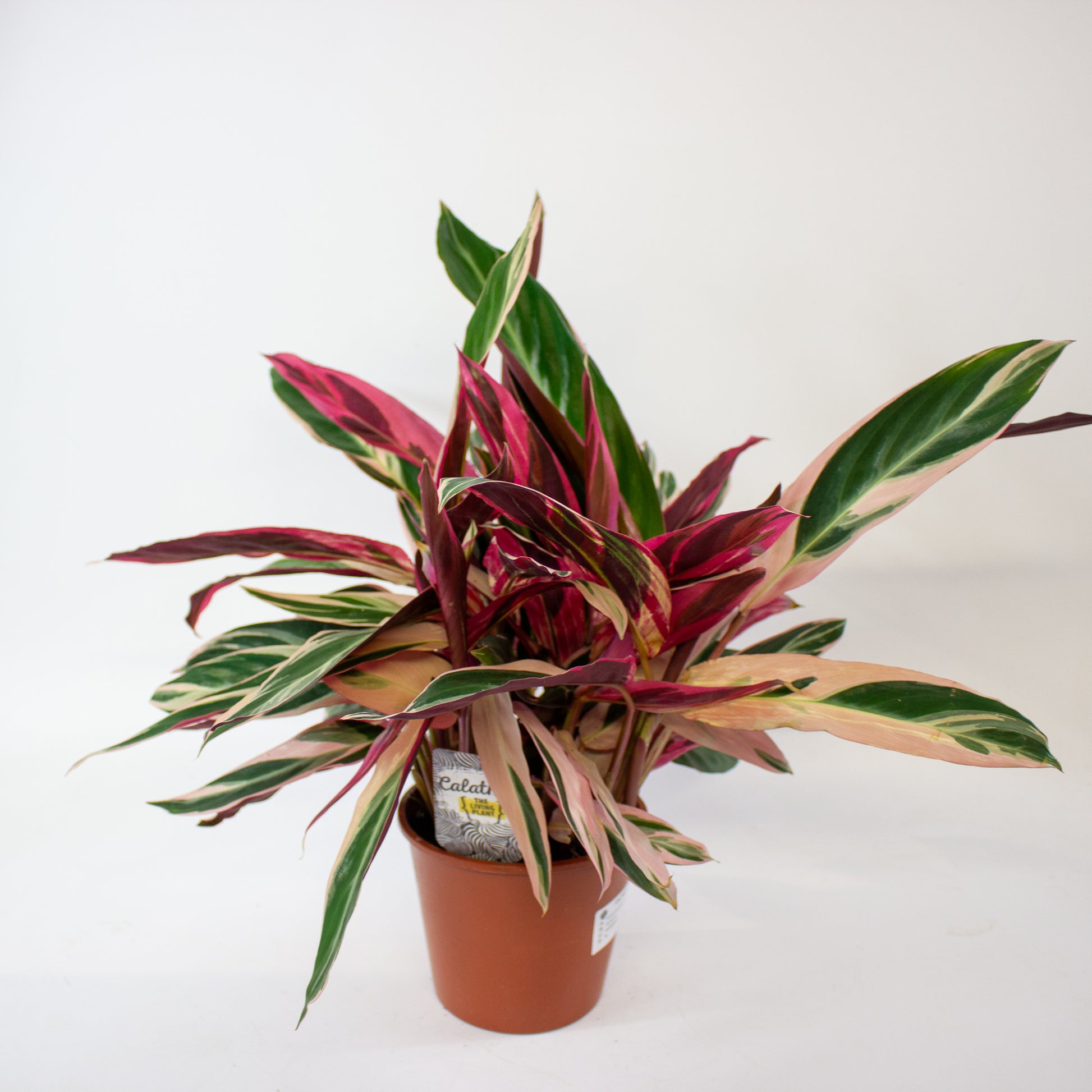 Stromanthe sanguinea Triostar 5