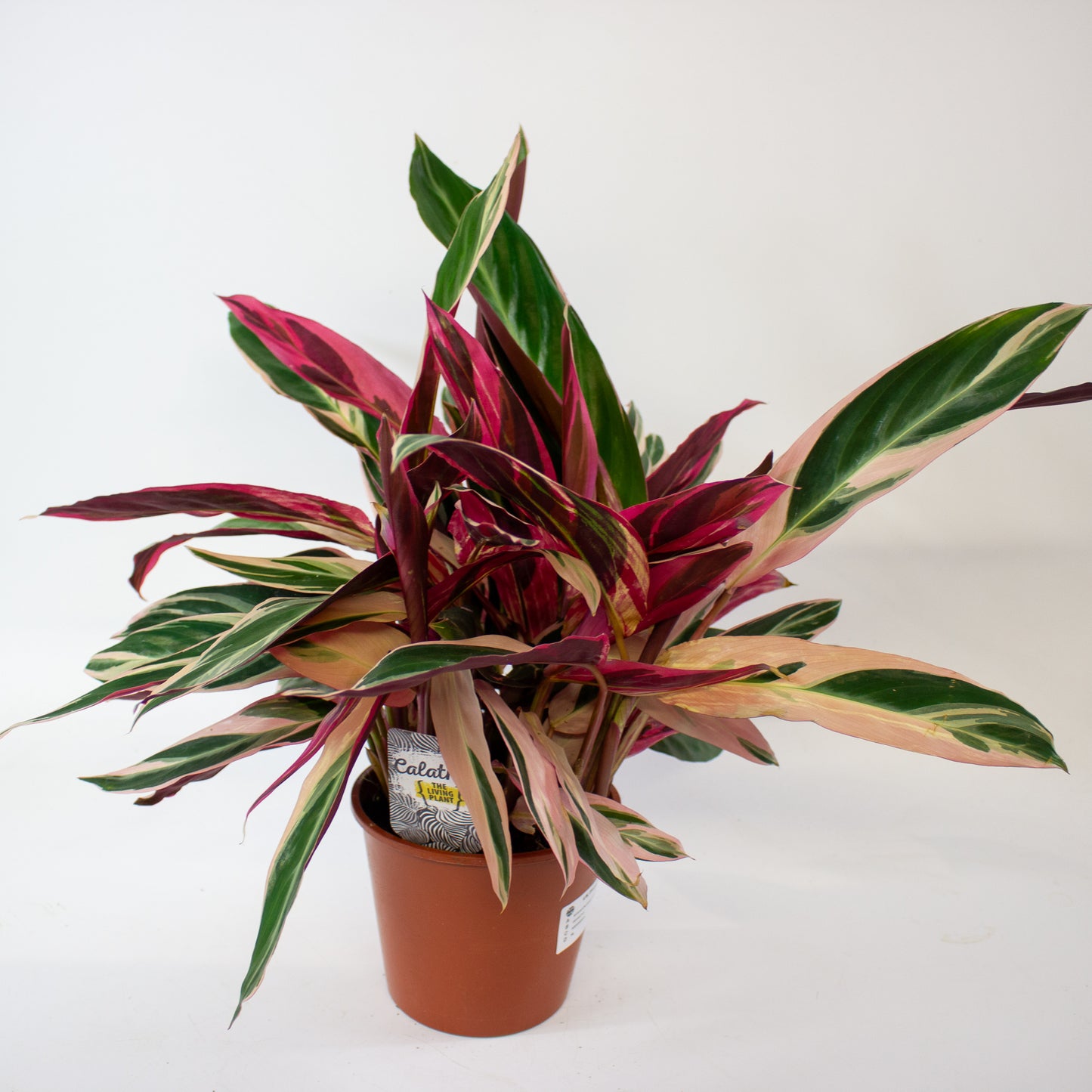 Stromanthe sanguinea Triostar 6