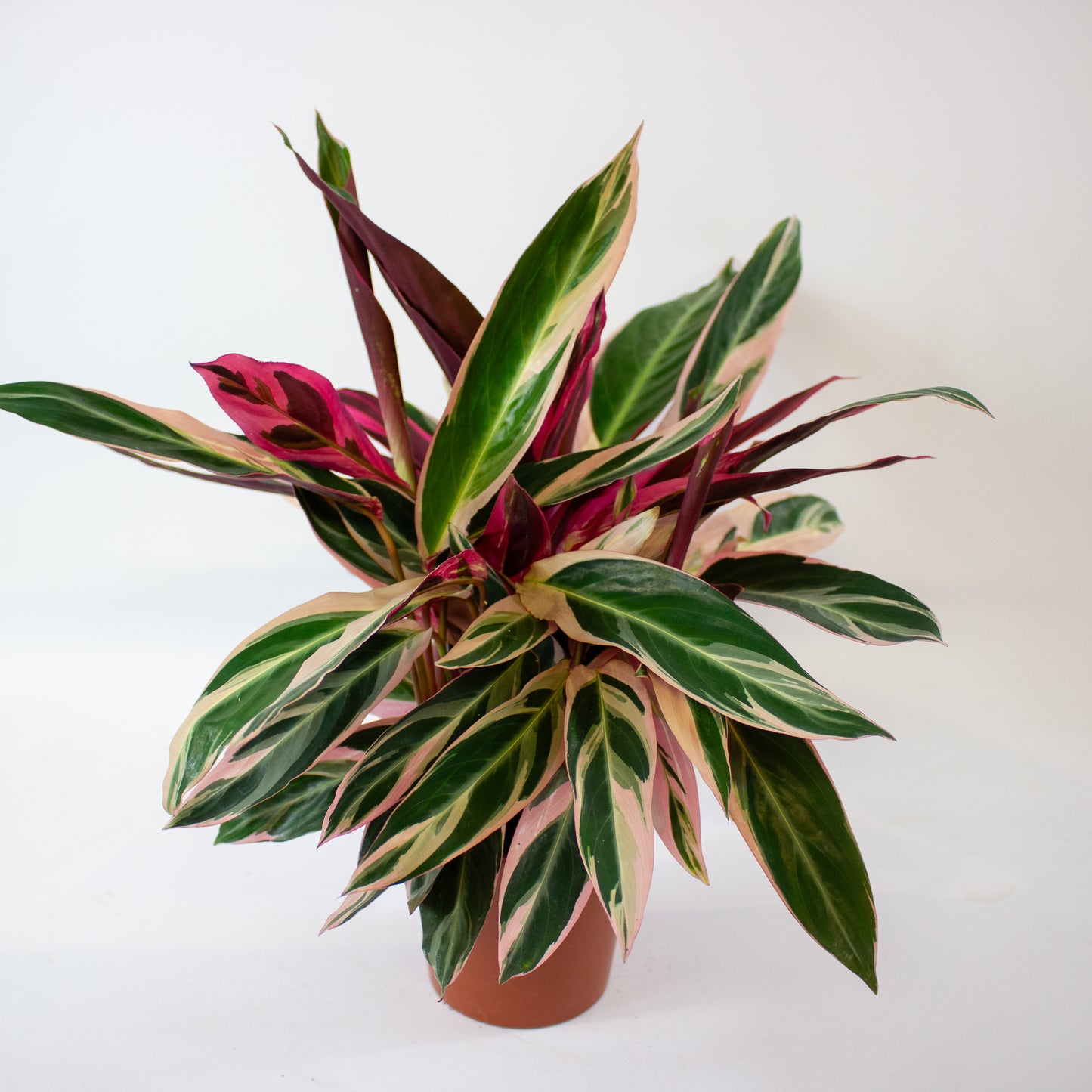 Stromanthe sanguinea Triostar 1