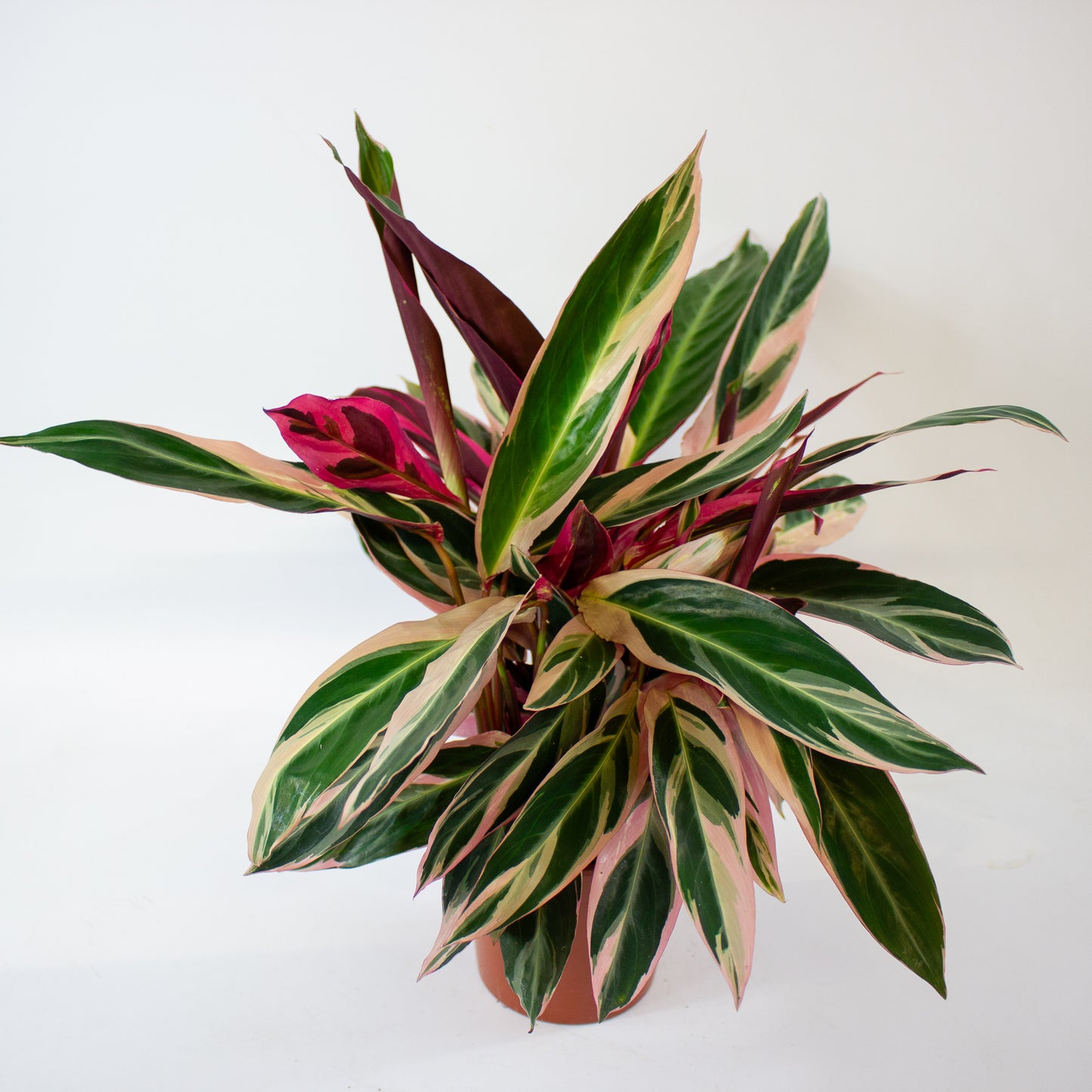 Stromanthe sanguinea Triostar 7