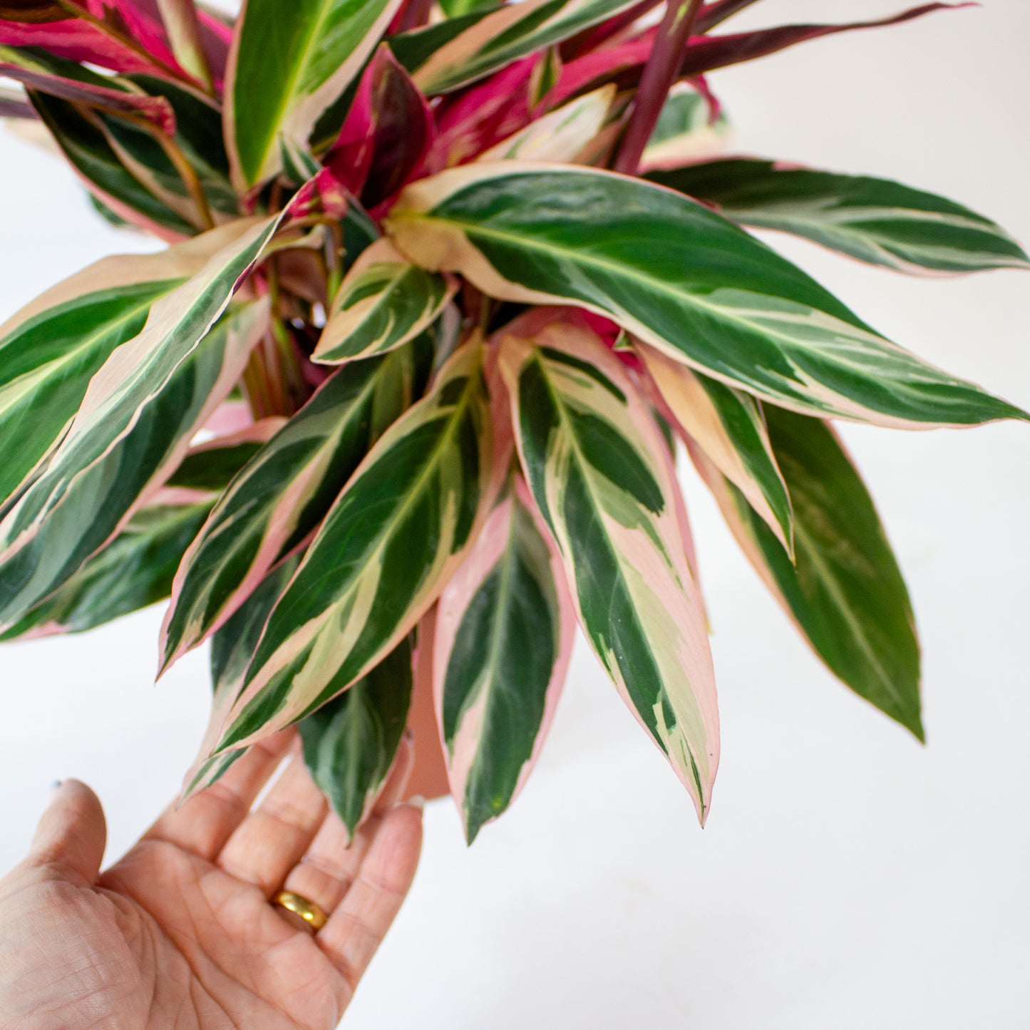 Stromanthe sanguinea Triostar 2