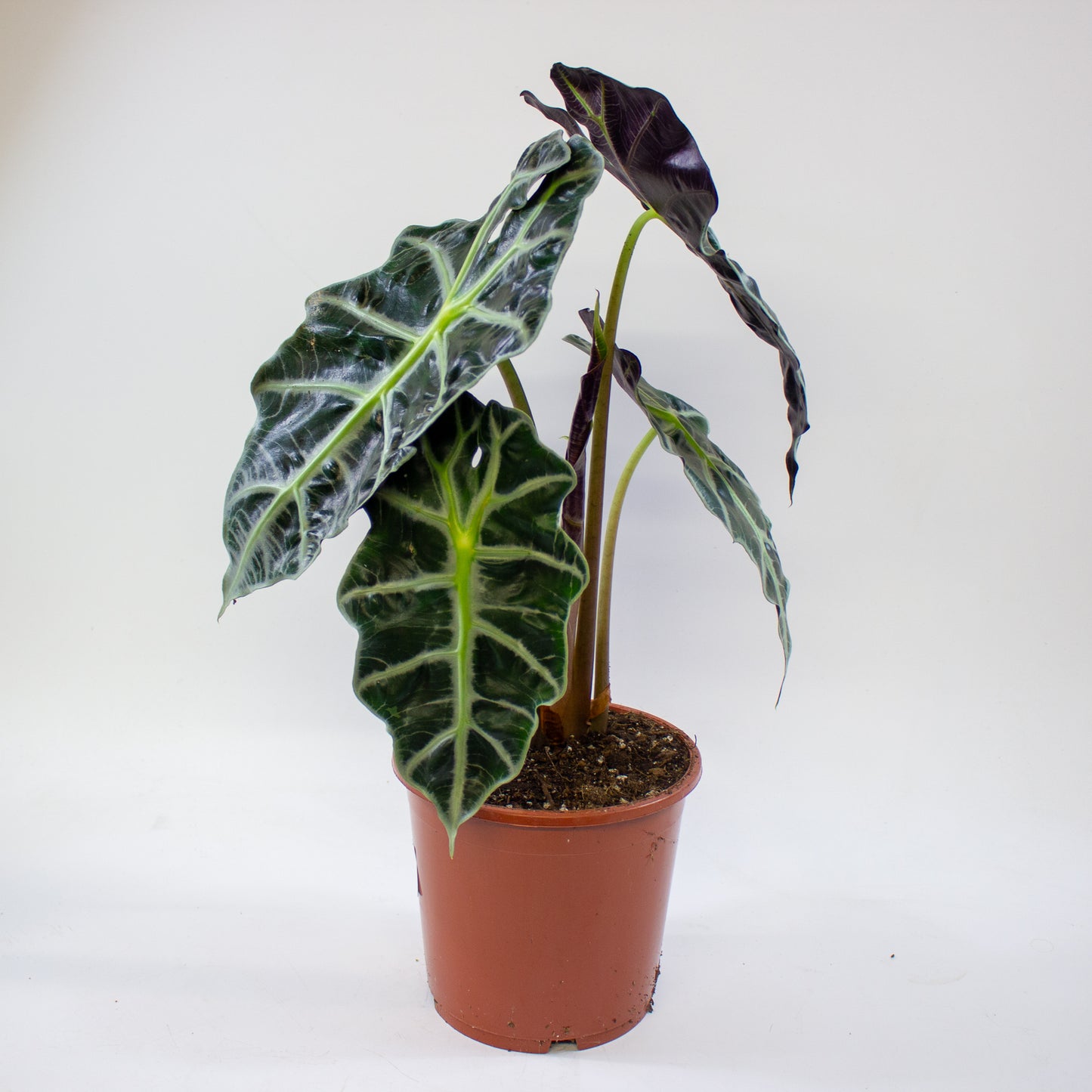 Alocasia Polly 17cm H45cm