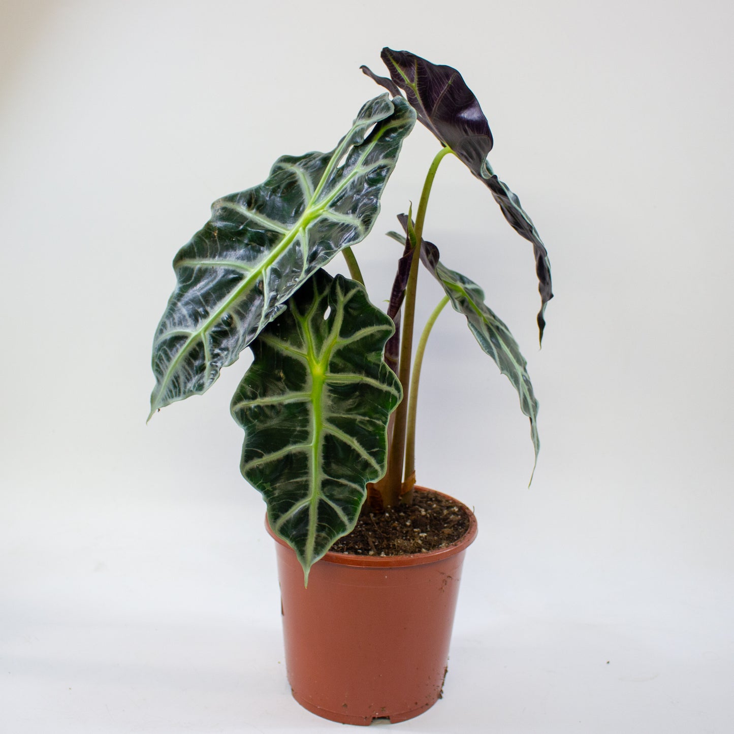 Alocasia Polly 17cm H45cm