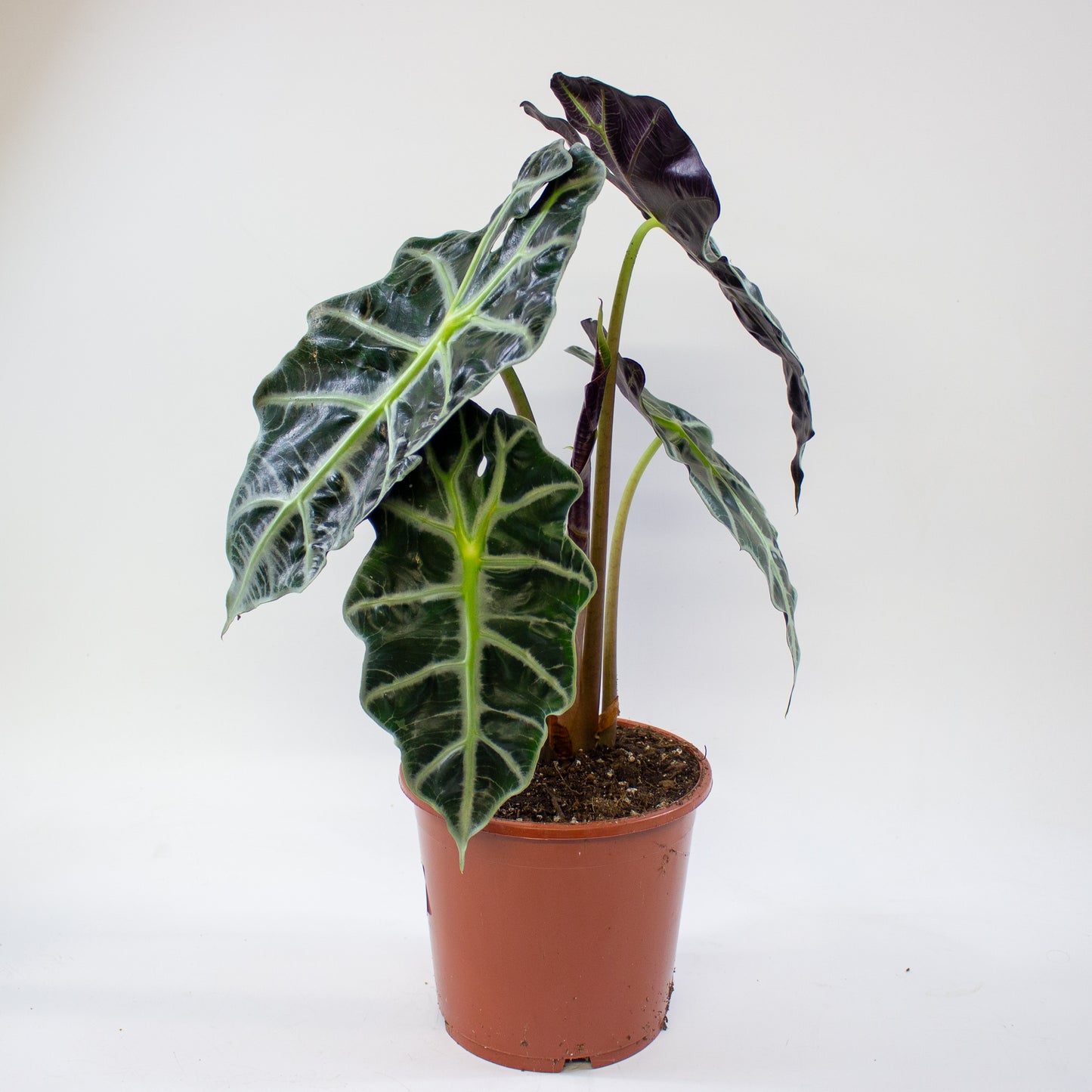 Alocasia Polly 17cm H45cm