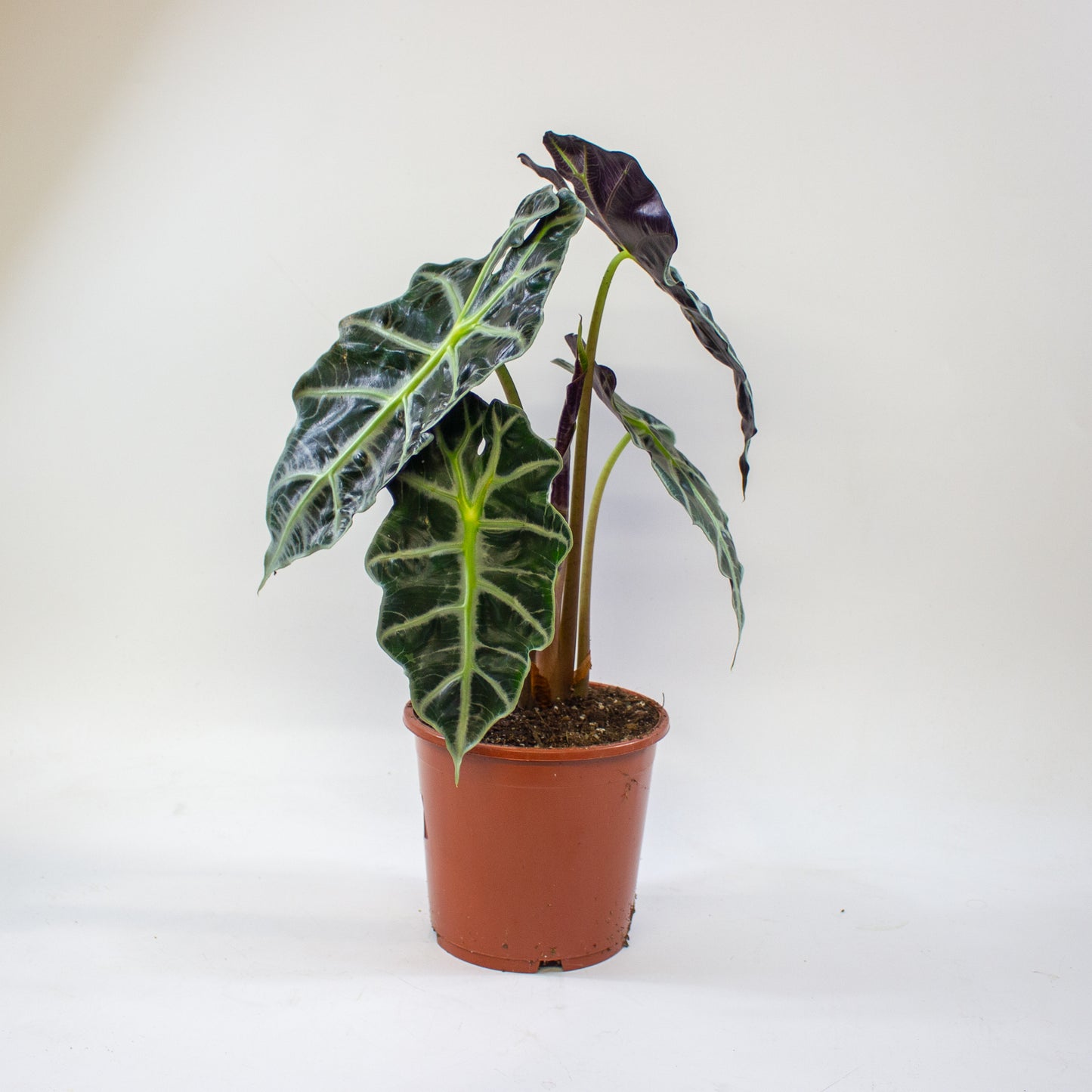 Alocasia Polly 17cm H45cm