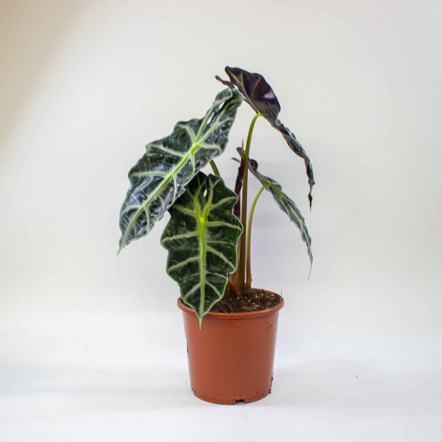 Alocasia Polly 17cm H45cm