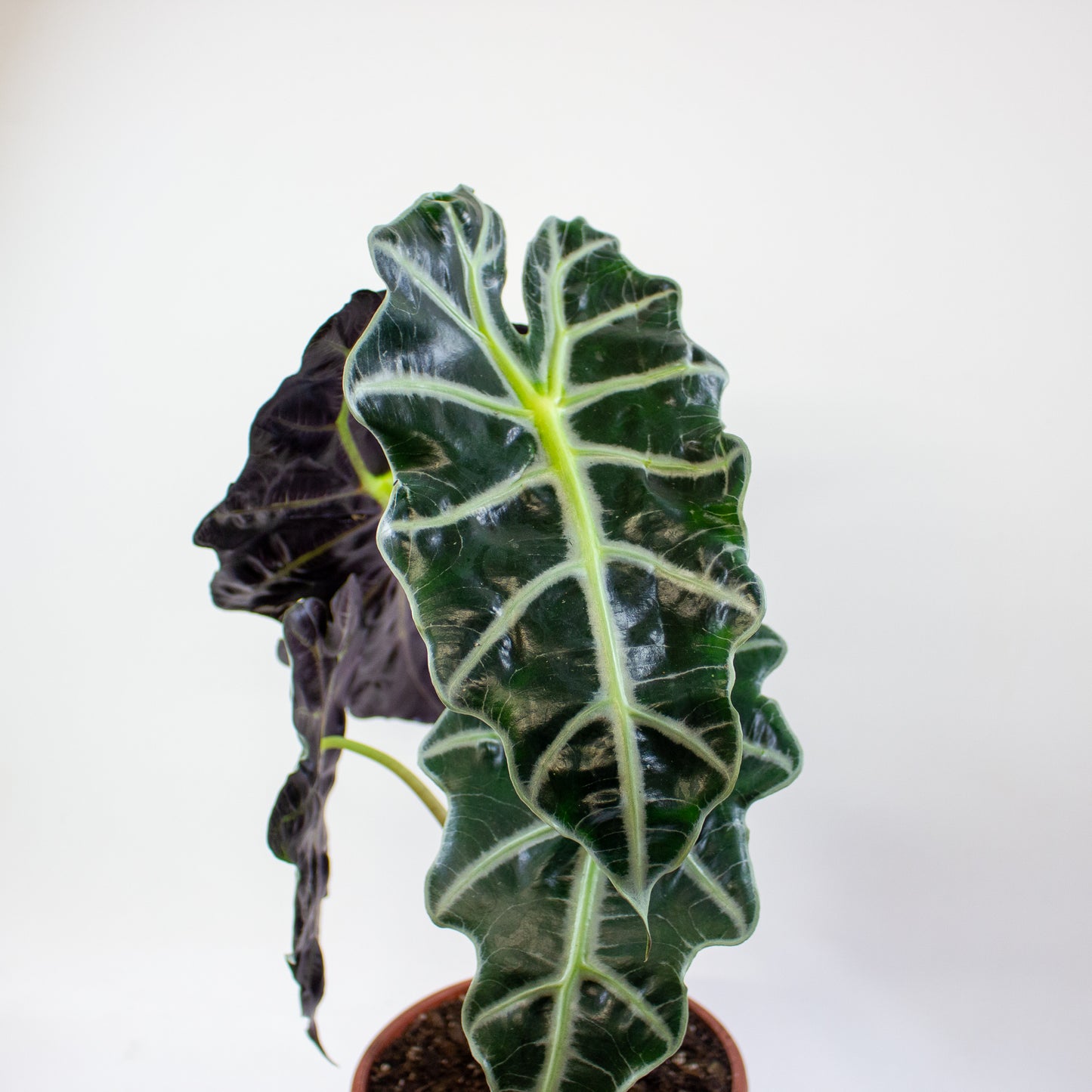 Alocasia Polly 17cm H45cm