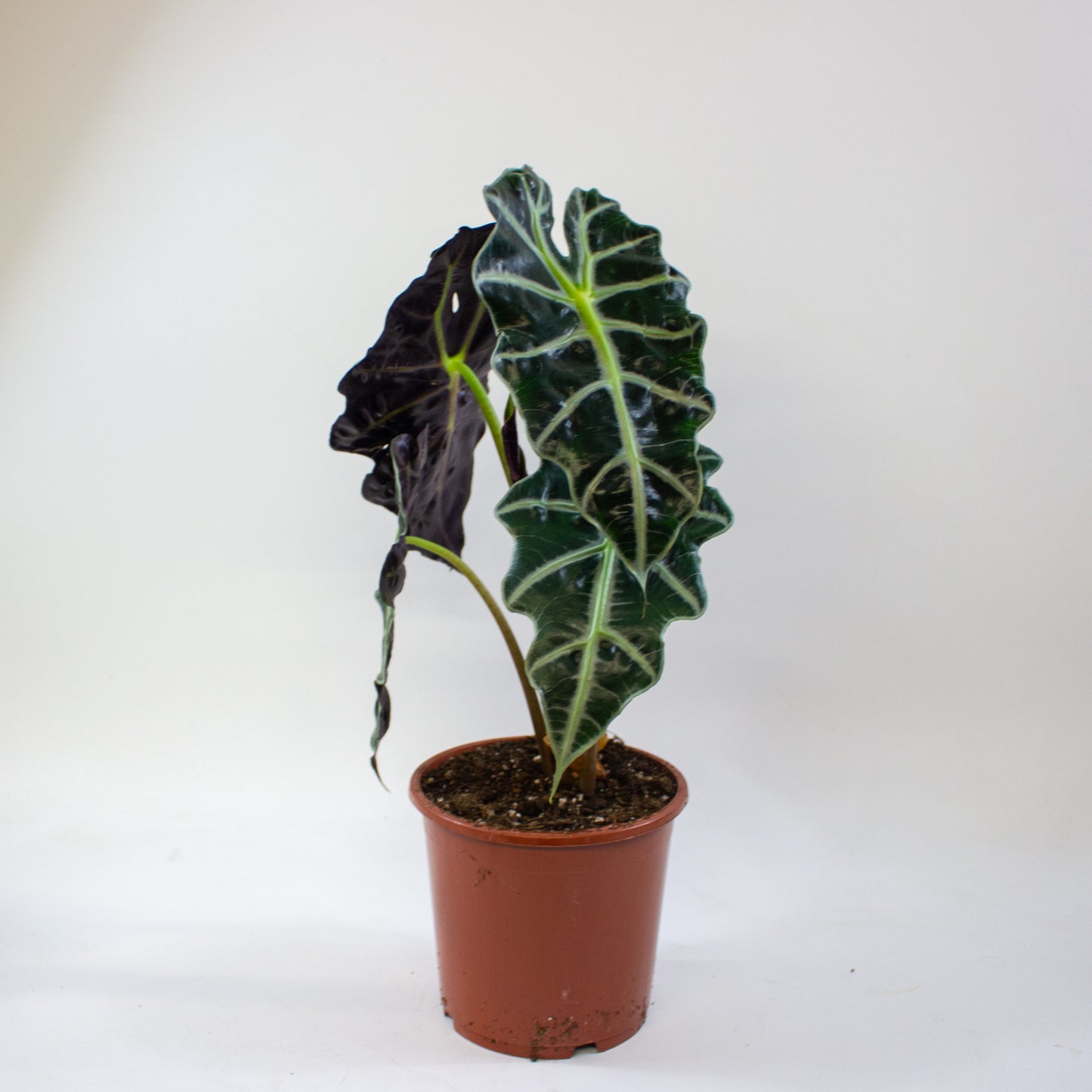 Alocasia Polly 17cm H45cm