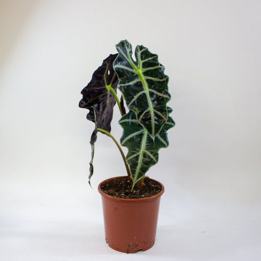 Alocasia Polly 17cm H45cm