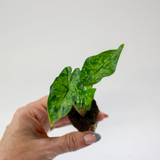 Alocasia Shattered Glass 2cm H10cm