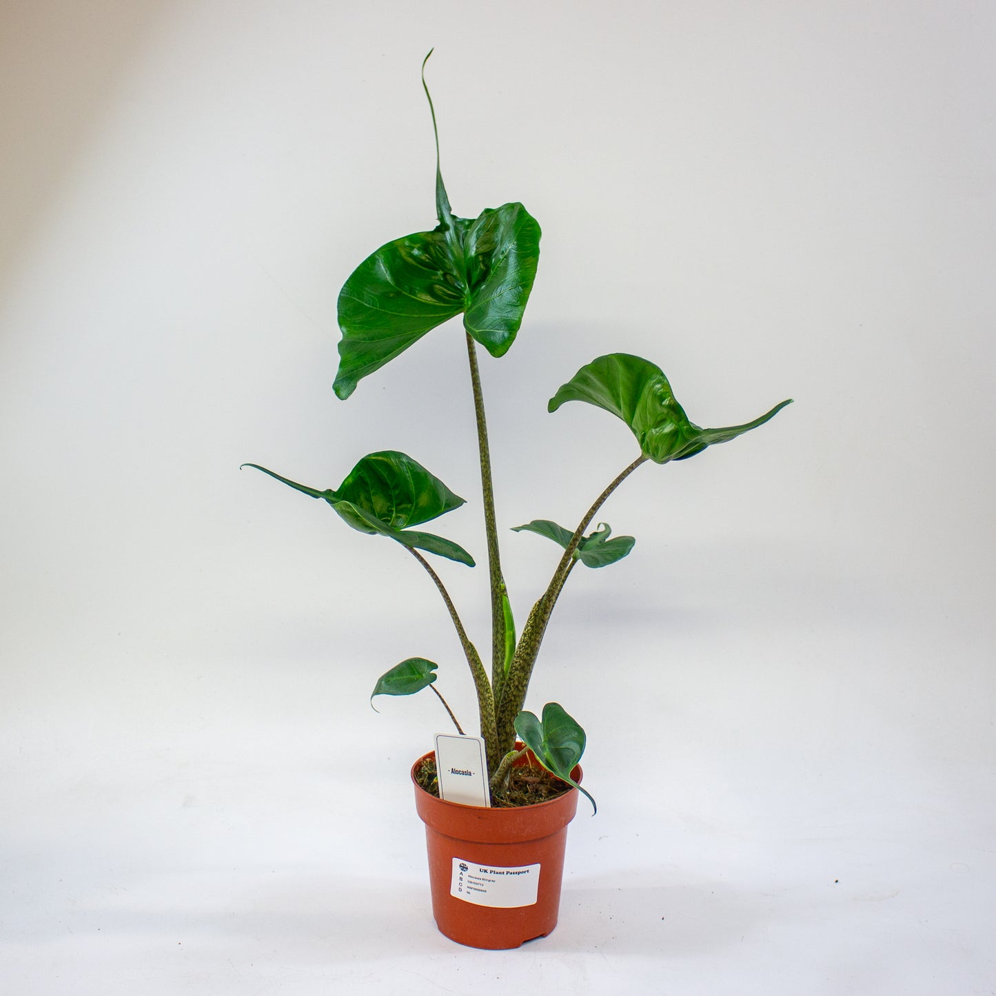 Alocasia Stingray 12cm H45cm