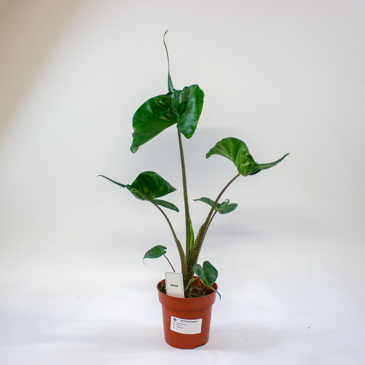 Alocasia Stingray 12cm H45cm