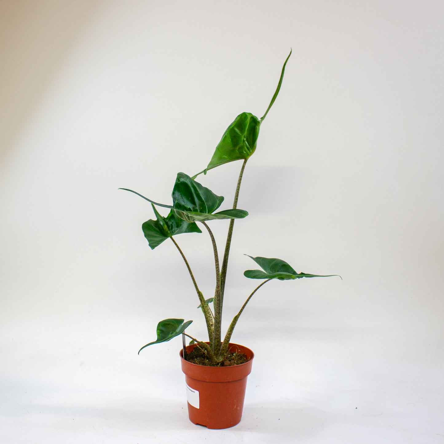 Alocasia Stingray 12cm H45cm