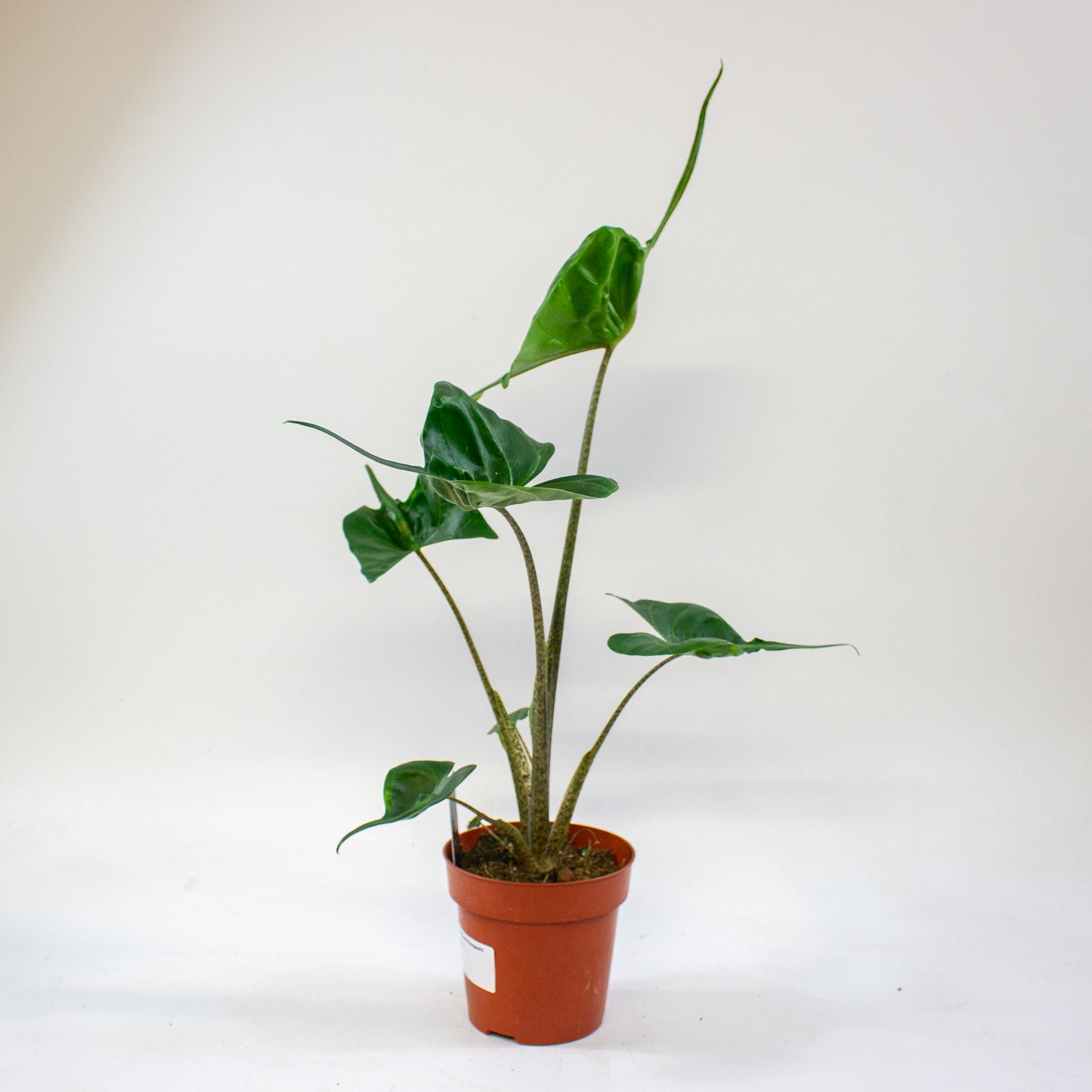 Alocasia Stingray 12cm H45cm