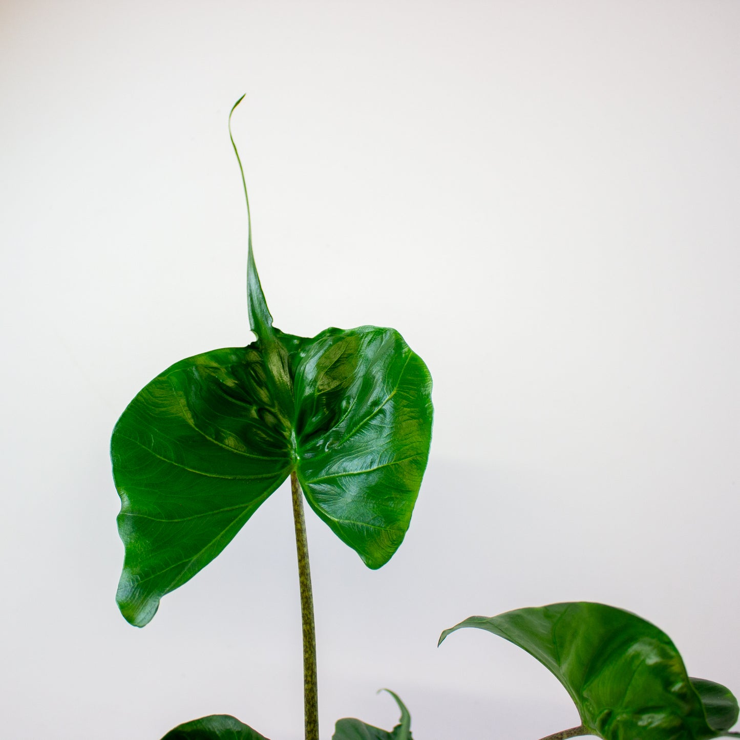 Alocasia Stingray 12cm H45cm