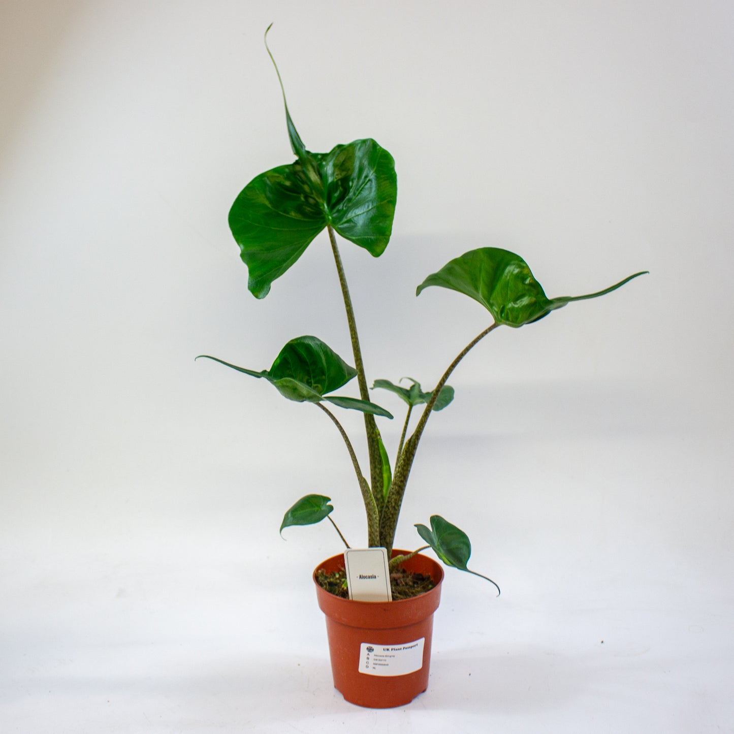 Alocasia Stingray 12cm H45cm
