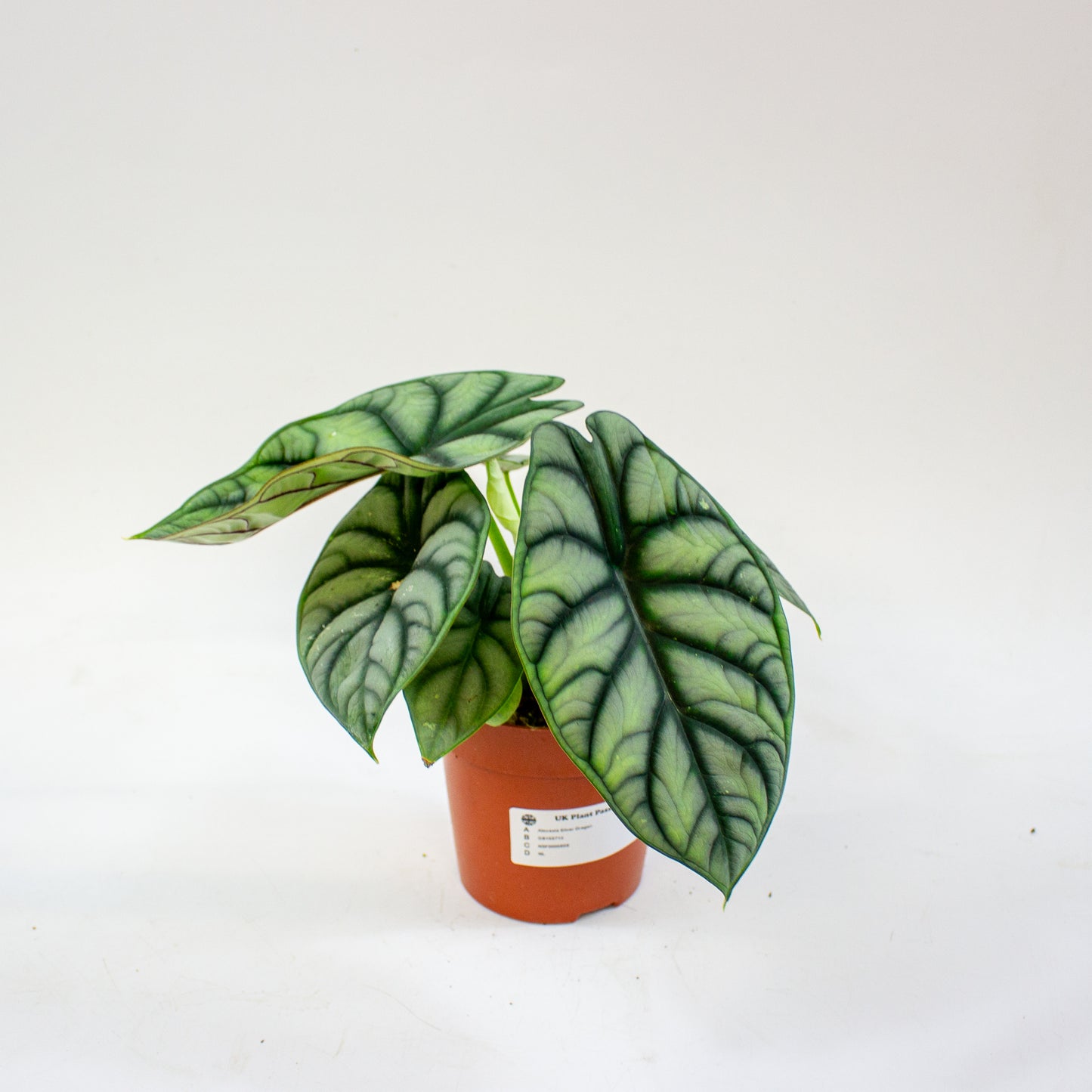 Alocasia Silver Dragon 12cm H25cm