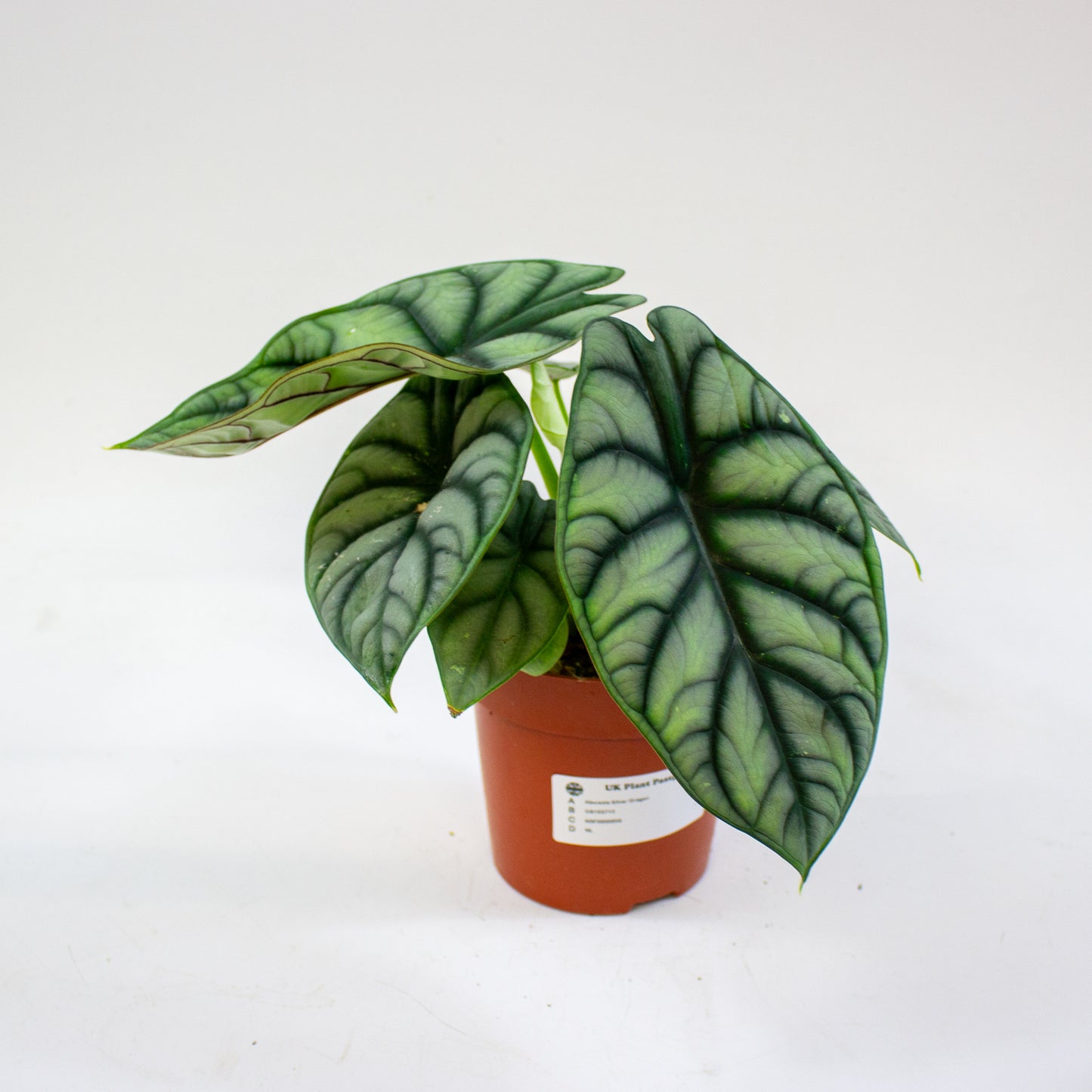 Alocasia Silver Dragon 12cm H25cm