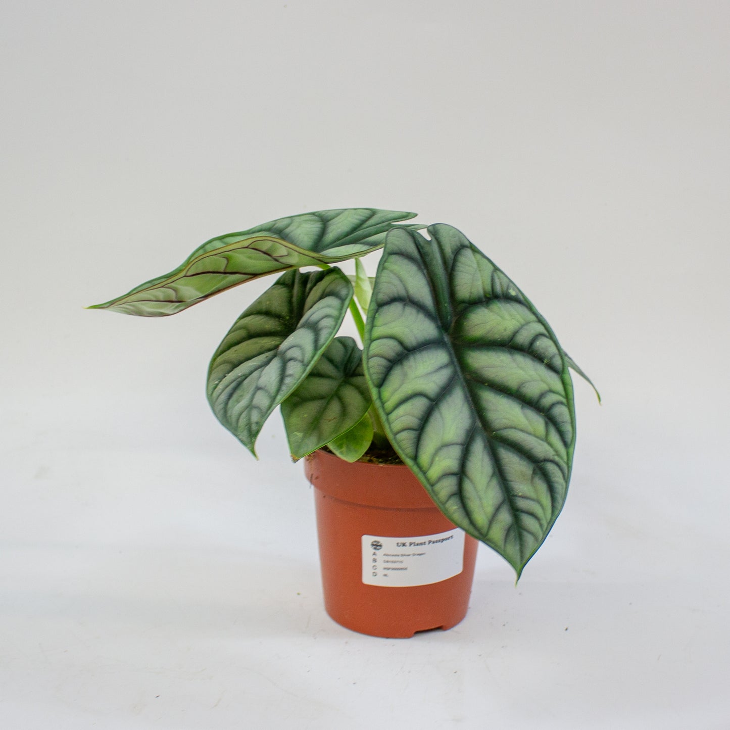 Alocasia Silver Dragon 12cm H25cm