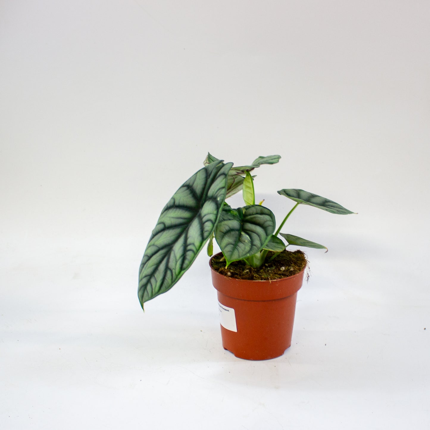 Alocasia Silver Dragon 12cm H25cm