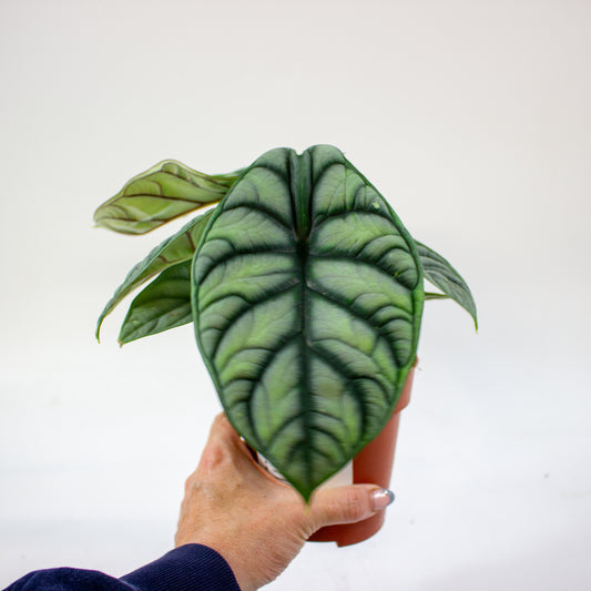 Alocasia Silver Dragon 12cm H25cm