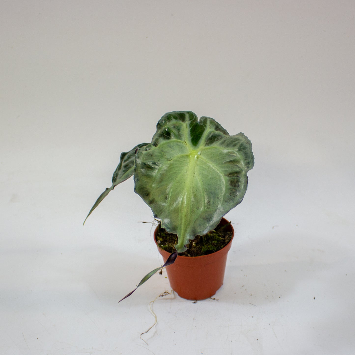 Alocasia Venom 8cm H12cm