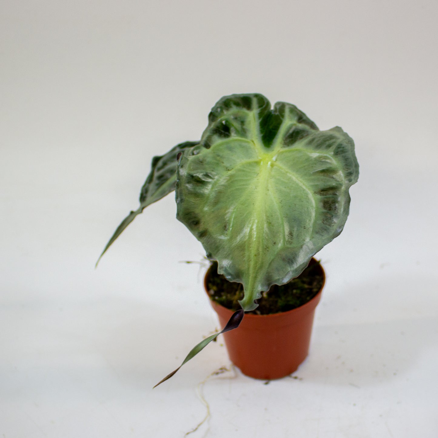 Alocasia Venom 8cm H12cm