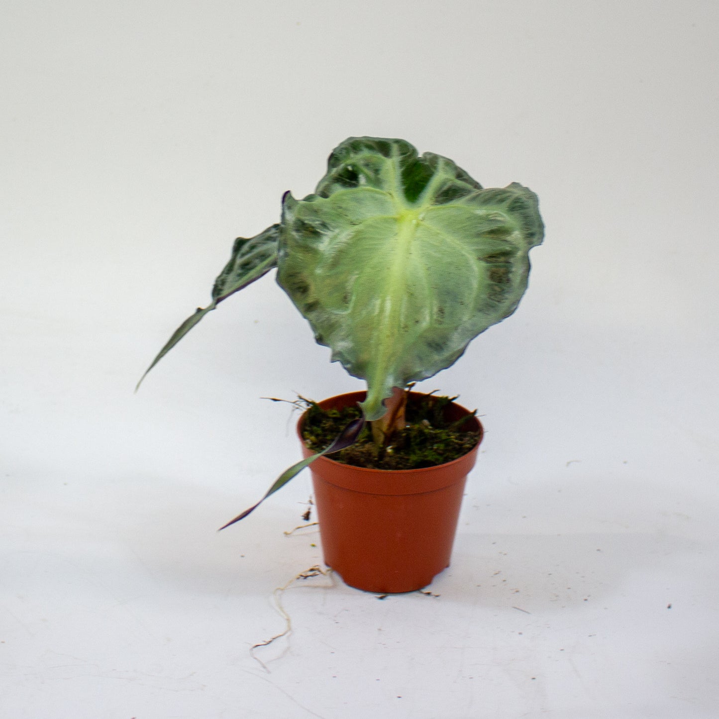 Alocasia Venom 8cm H12cm