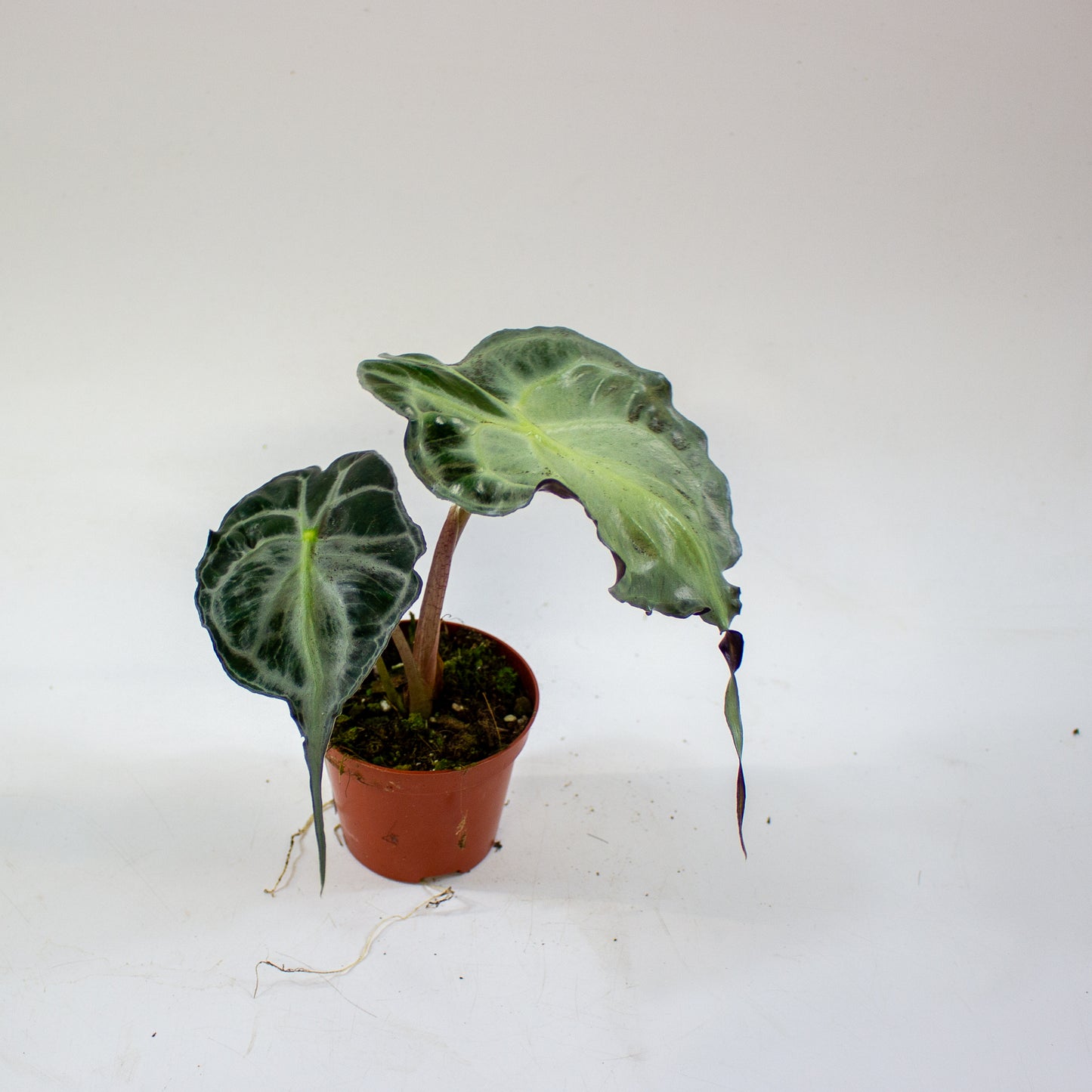 Alocasia Venom 8cm H12cm