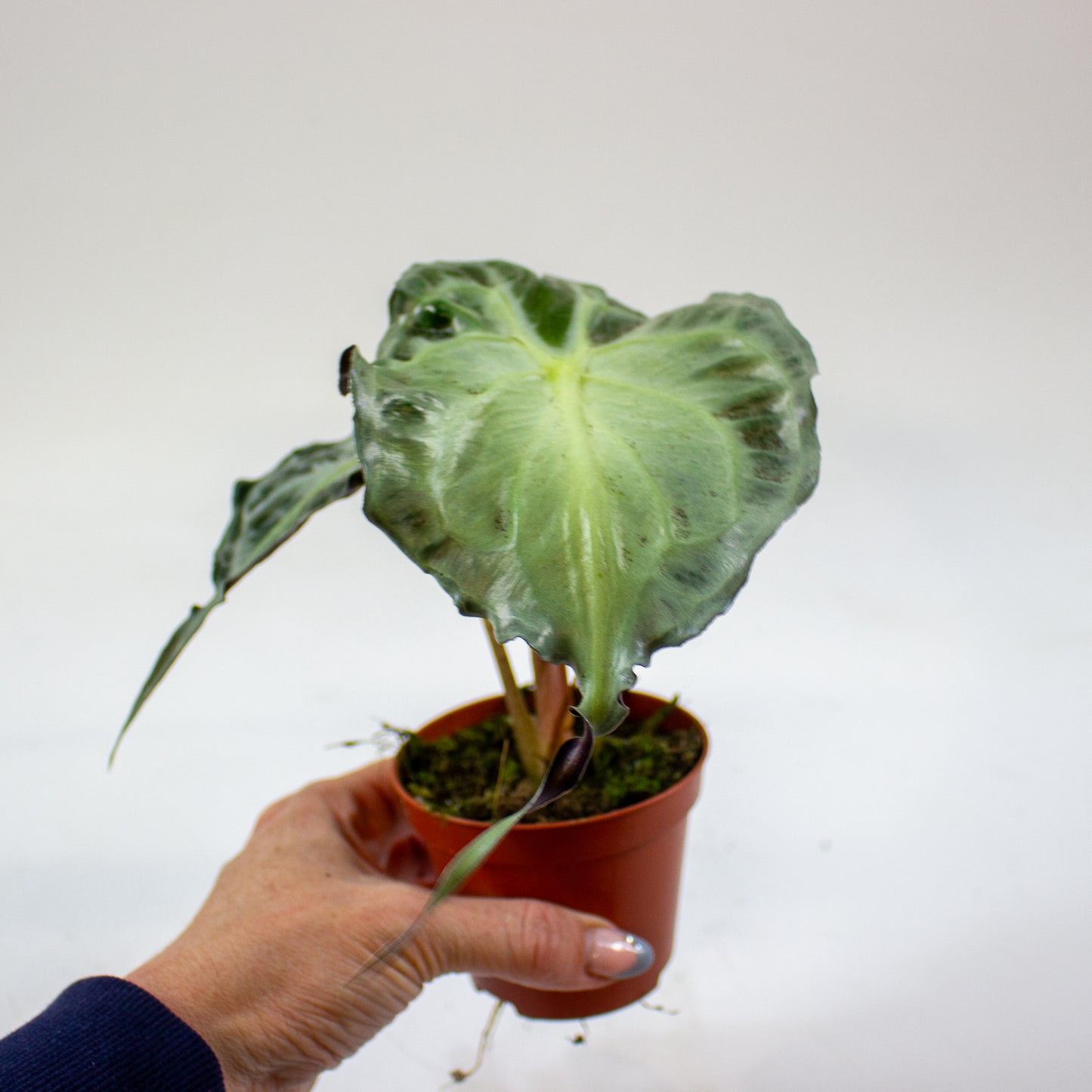 Alocasia Venom 8cm H12cm