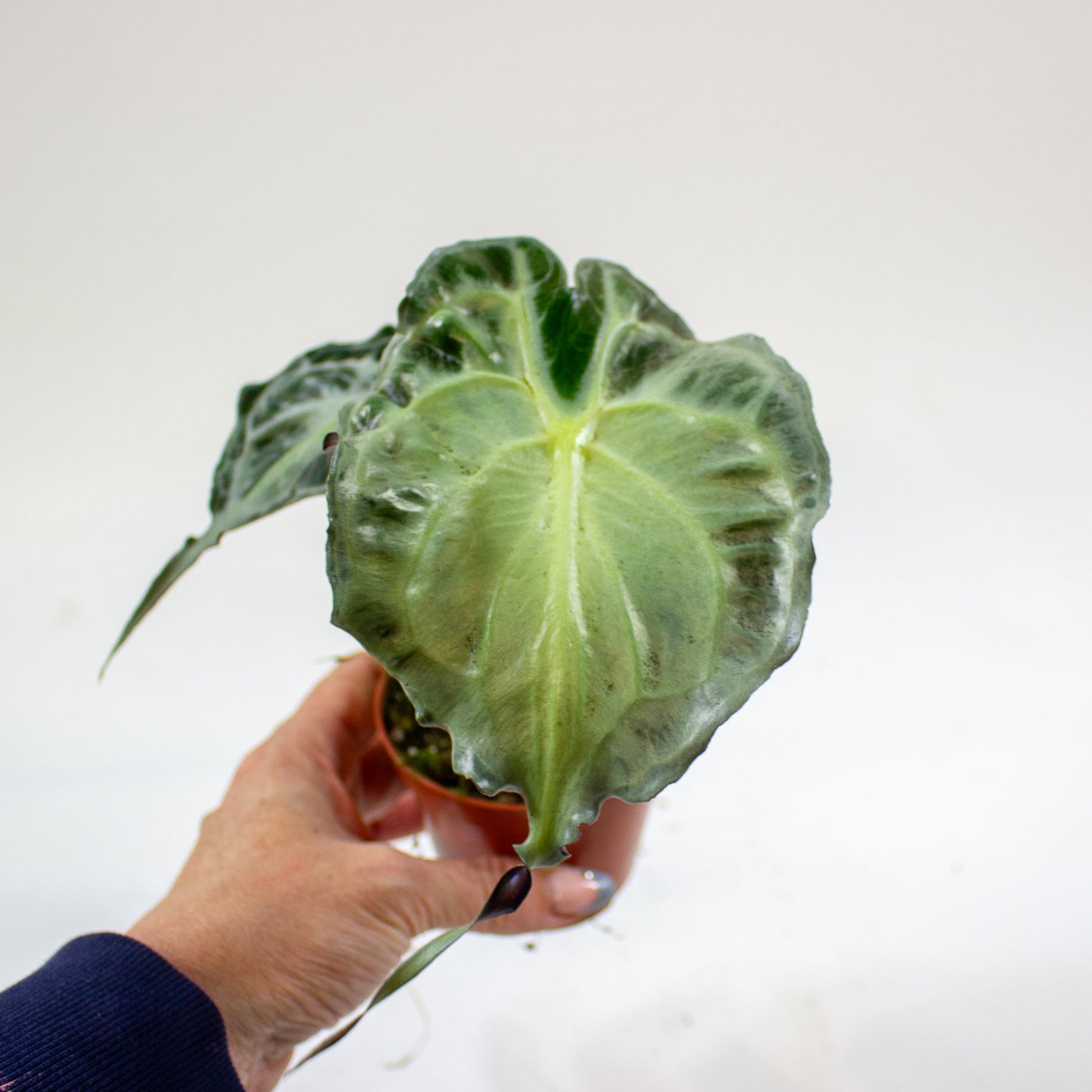 Alocasia Venom 8cm H12cm