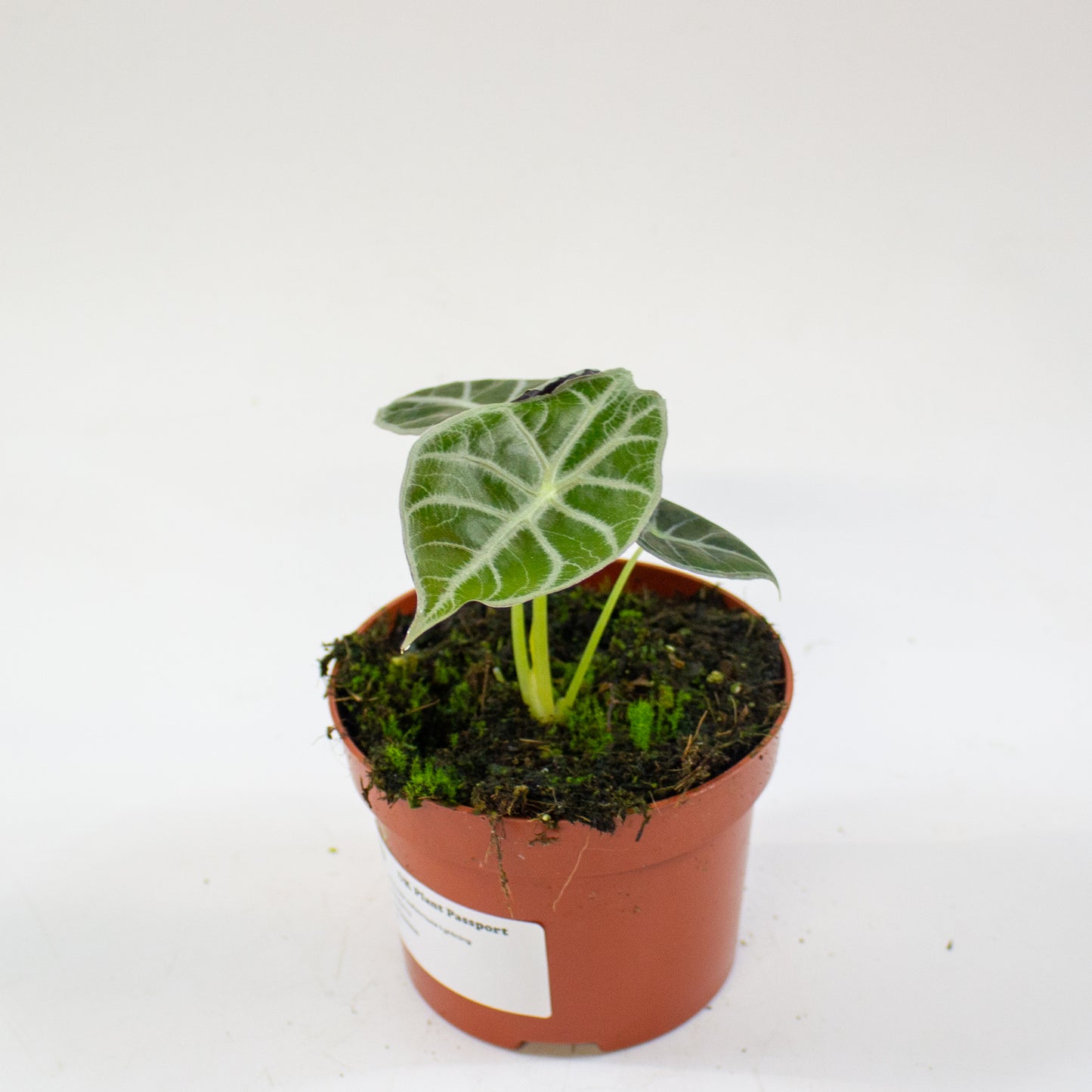 Alocasia 'Watsoniana' 2