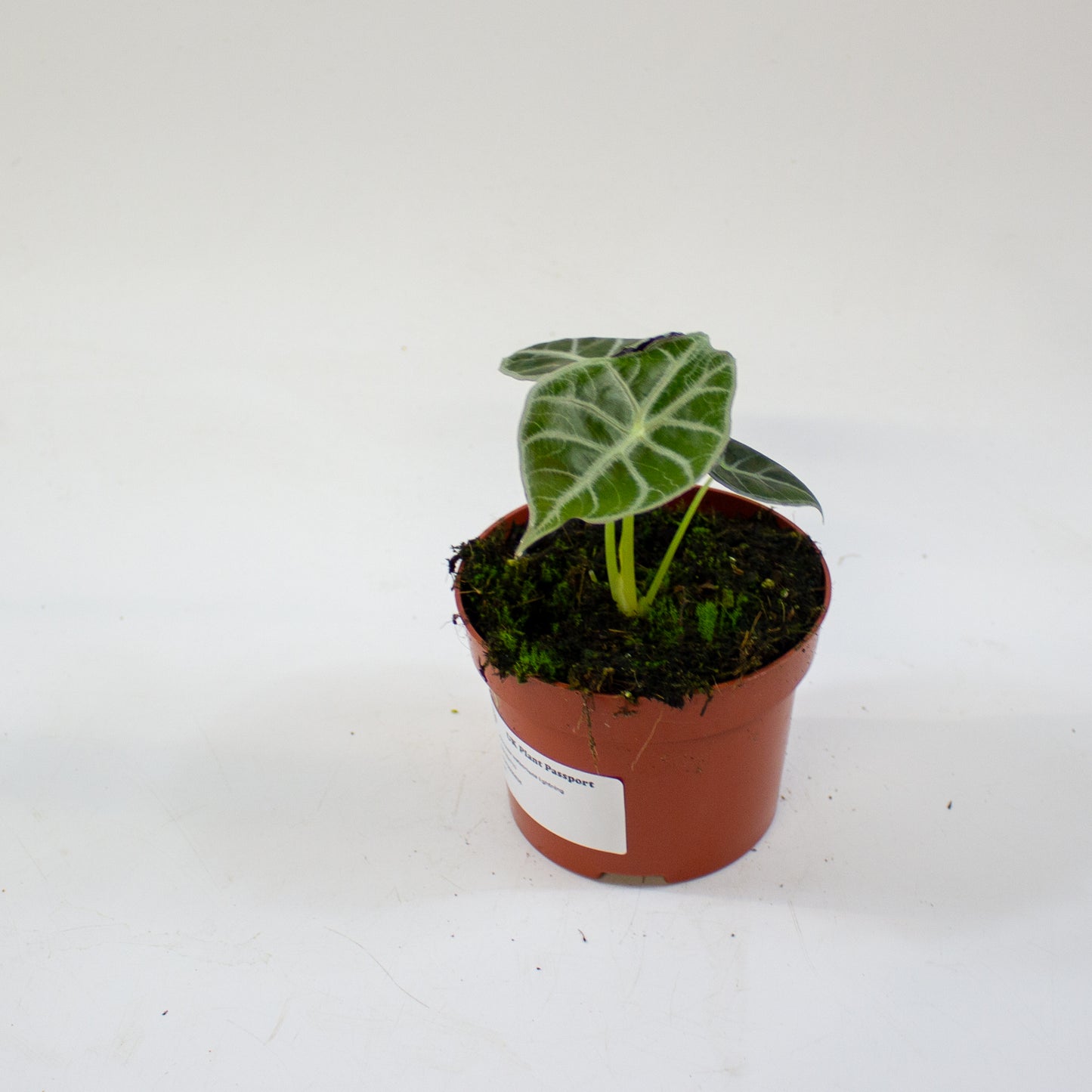 Alocasia 'Watsoniana' 3
