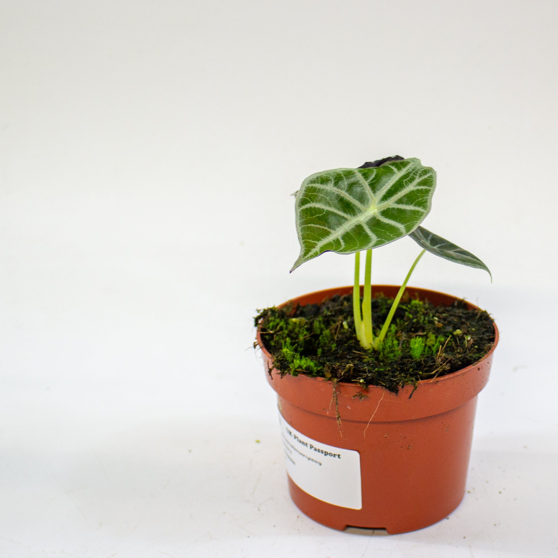 Alocasia 'Watsoniana' 4