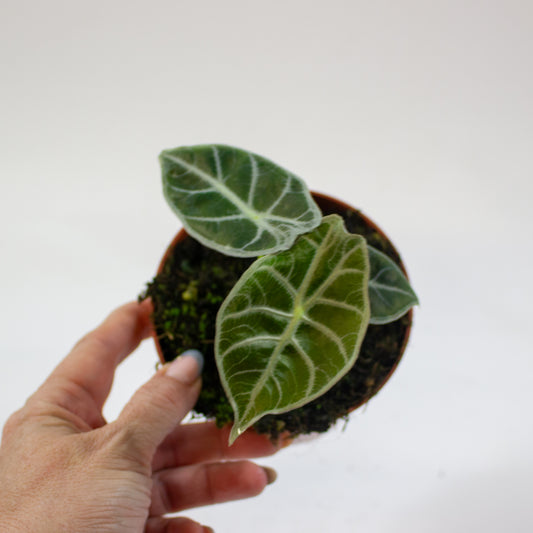 Alocasia watsoniana lightning 10.5cm H15cm