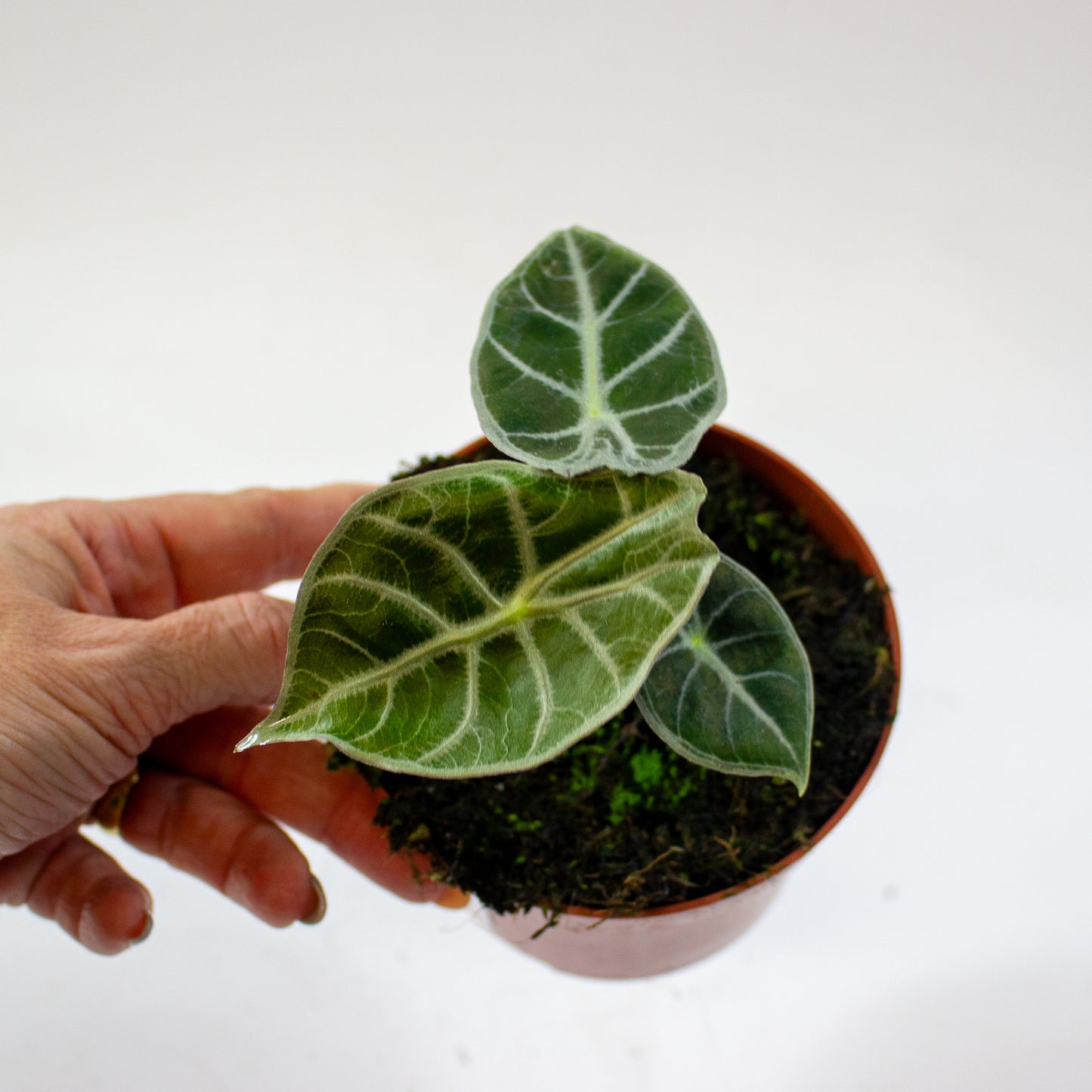 Alocasia 'Watsoniana' 5