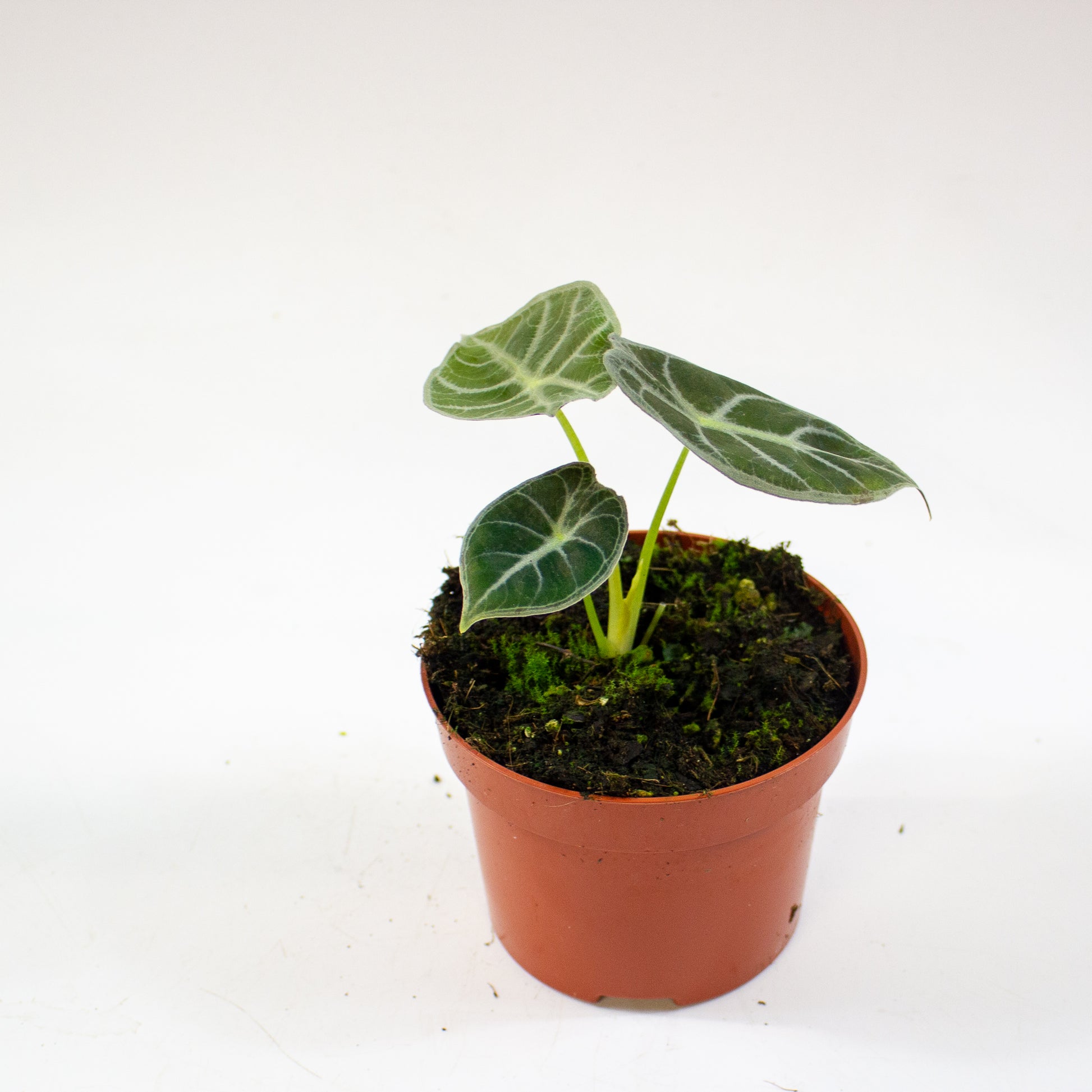 Alocasia 'Watsoniana' 6