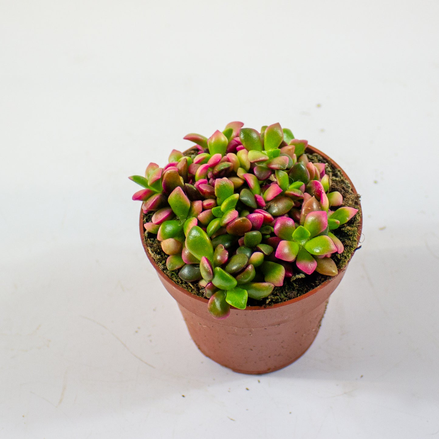 Anacampseros Sunrise 8.5cm H10cm