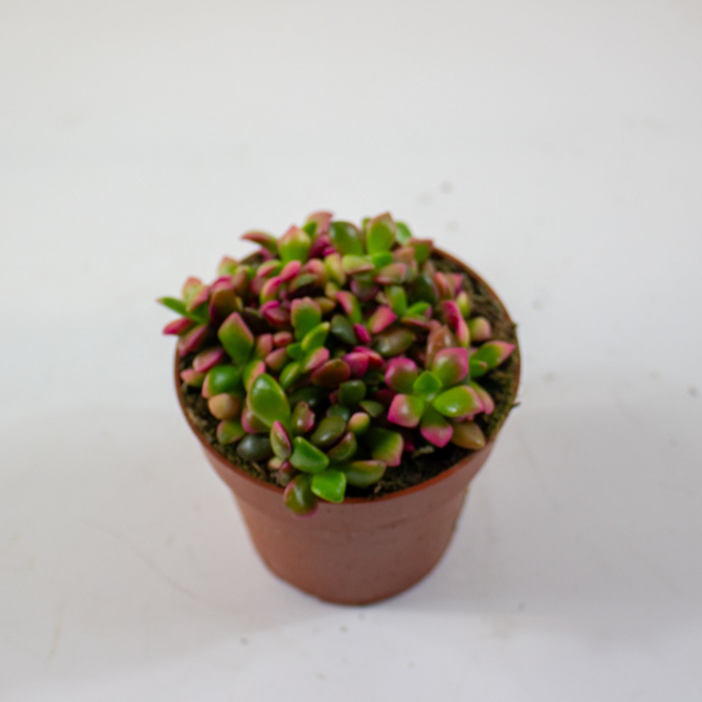 Anacampseros Sunrise 8.5cm H10cm