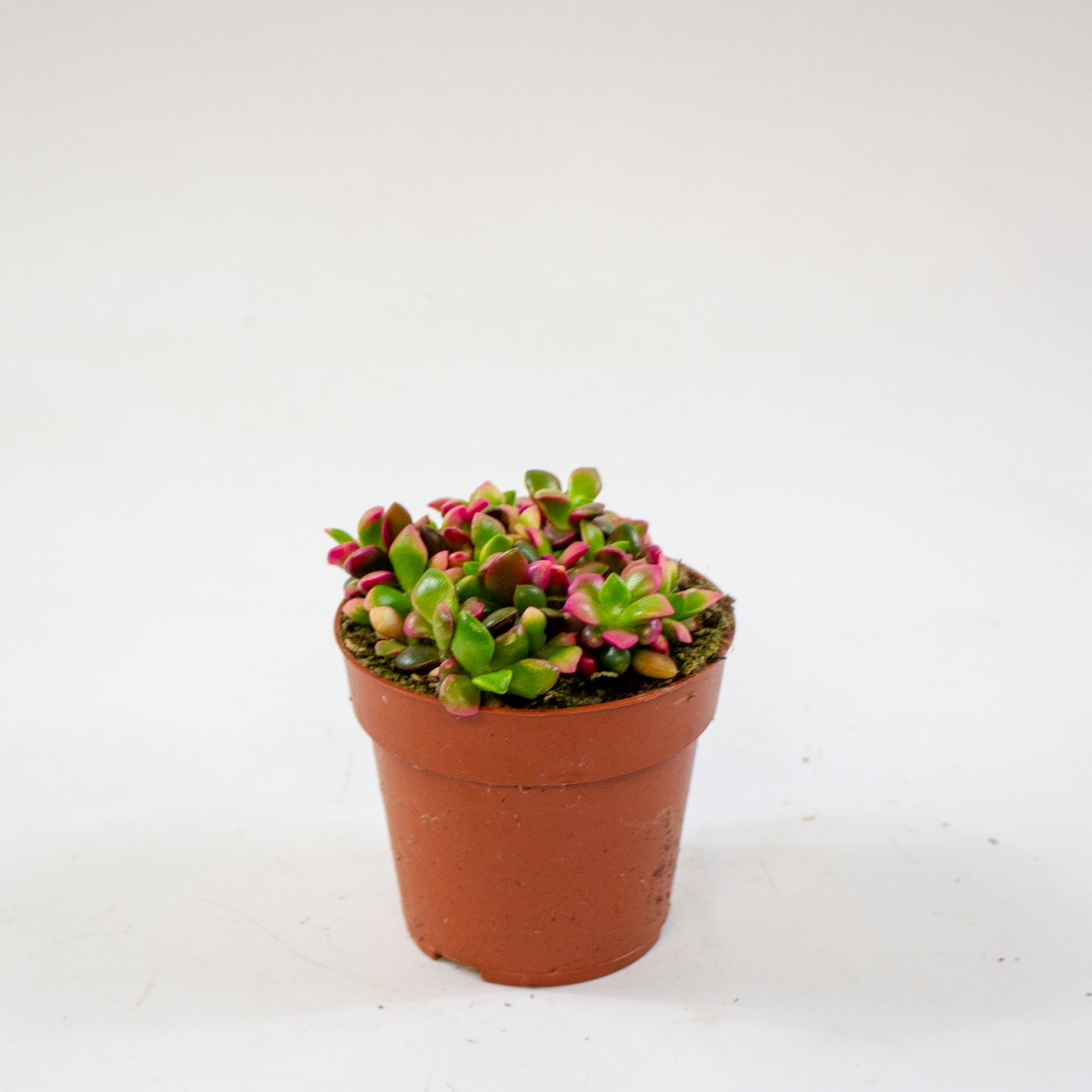 Anacampseros Sunrise 8.5cm H10cm